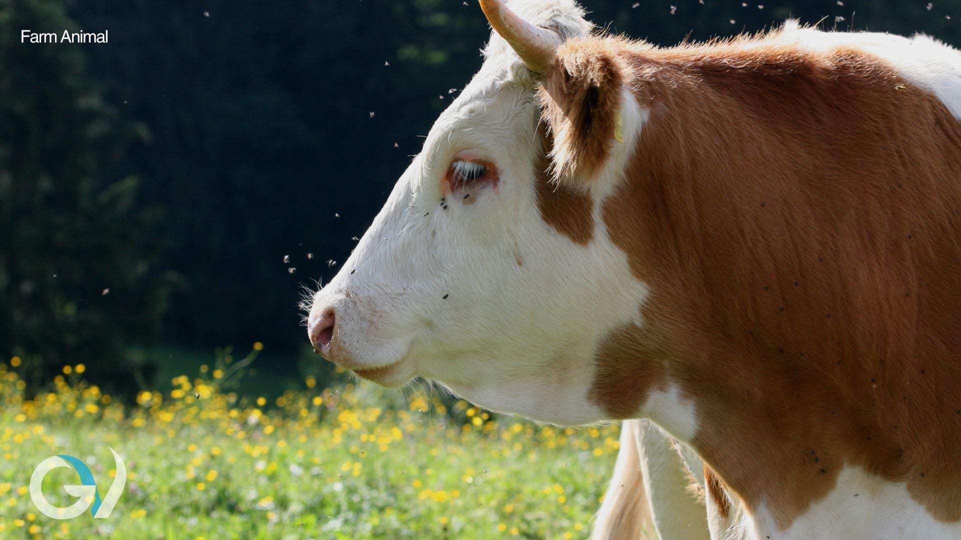 Prevention of Pink Eye in Cattle Prevention of Pink Eye in Cattle