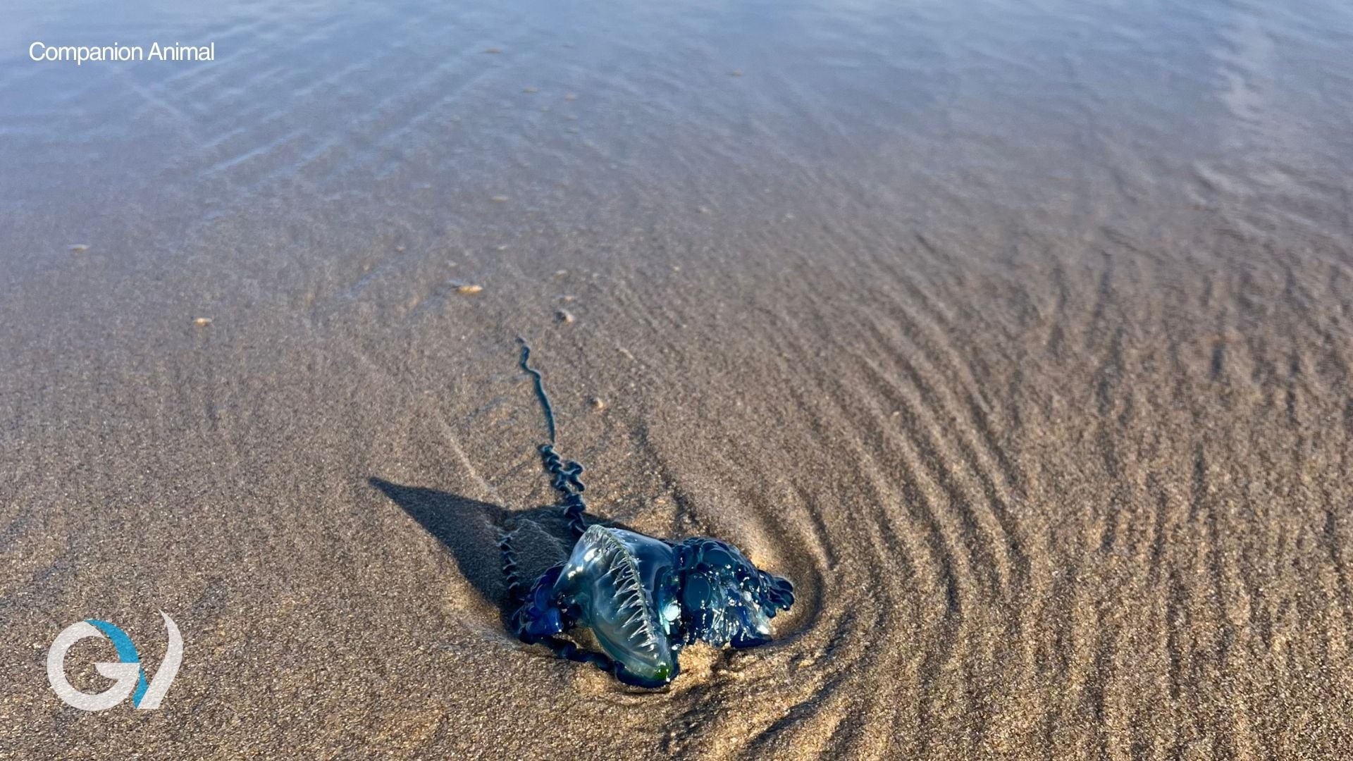 Keeping Your Dog Safe on Our Beautiful Beaches Keeping Your Dog Safe on Our Beautiful Beaches