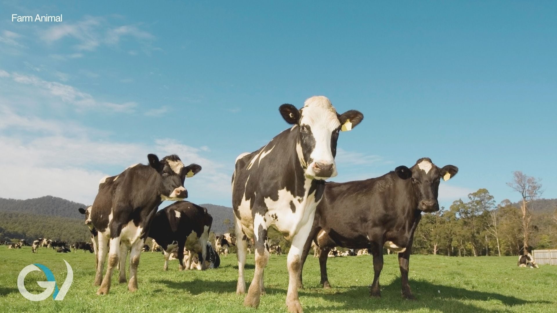 Which Dry Cow Should I Use?