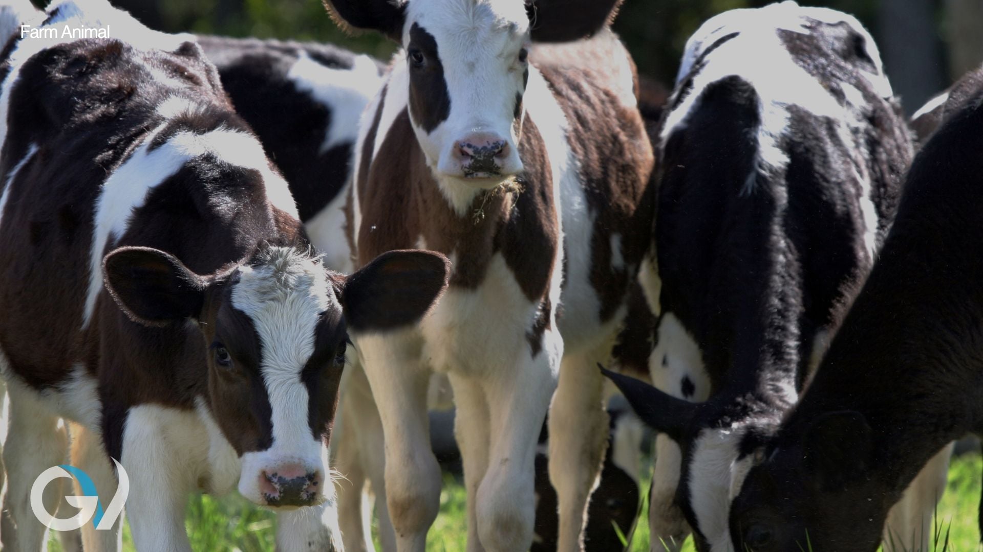 Why Bull Breeding Soundness Matters: Insights for Dairy and Beef Producers Why Bull Breeding Soundness Matters: Insights for Dairy and Beef Producers