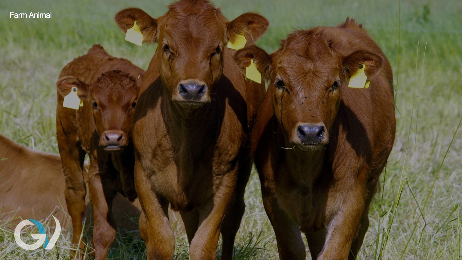 Strategic Drenching - Protecting Calves from Inhibited Ostertagia
