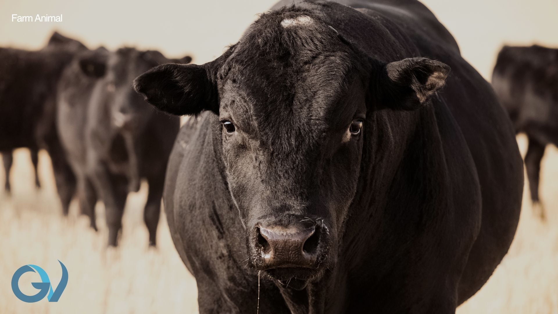 Vaccinations for Dairy and Beef Bulls: Why They Matter Vaccinations for Dairy and Beef Bulls: Why They Matter