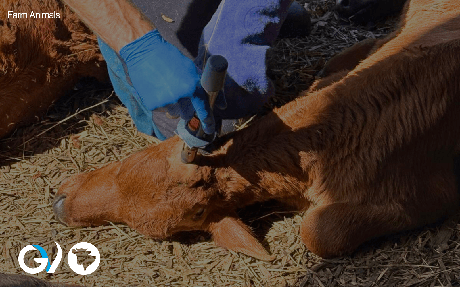 Update on Safe and Painless Calf Disbudding Update on Safe and Painless Calf Disbudding
