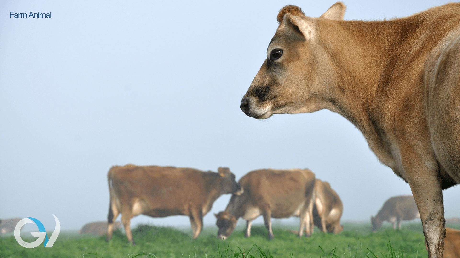 Double Ovsynch - Is It Time to Update the Program?