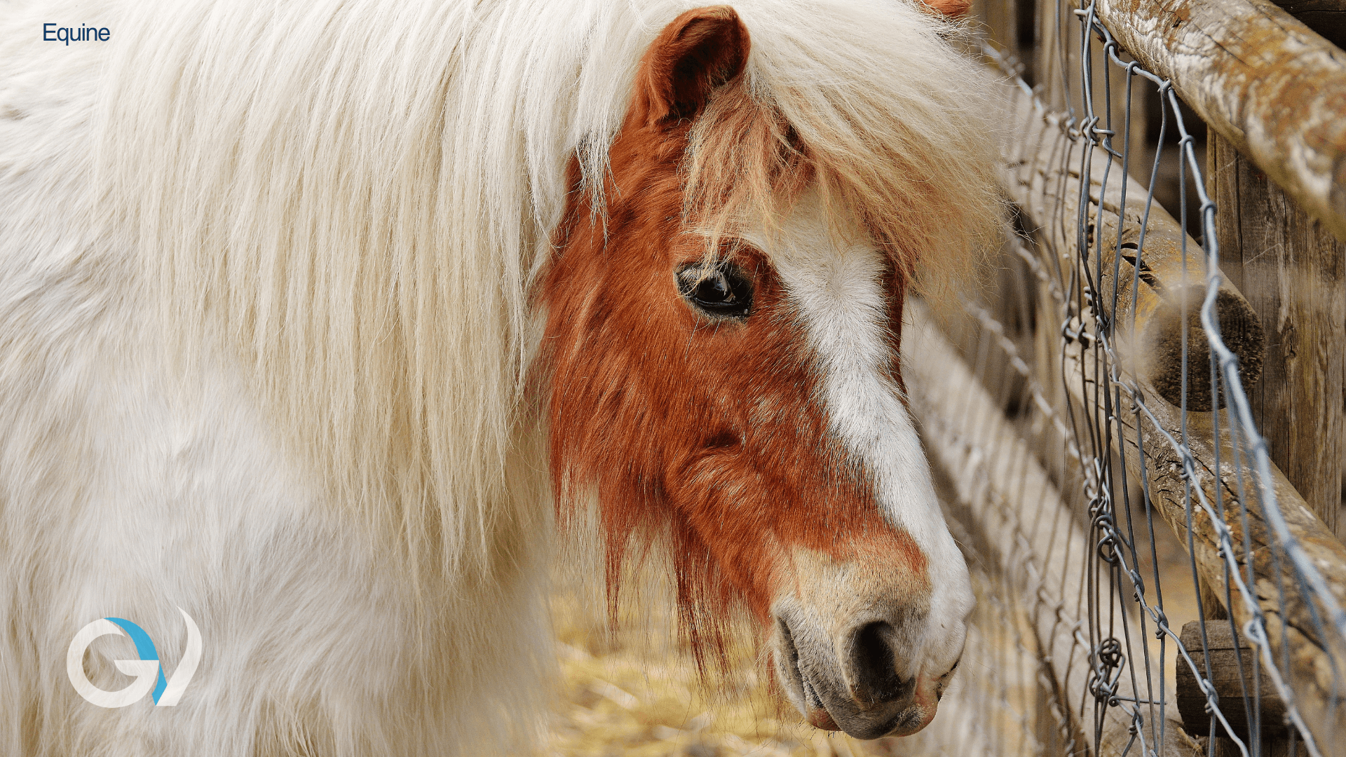 PPID - Now is the best time of year for diagnosis and monitoring