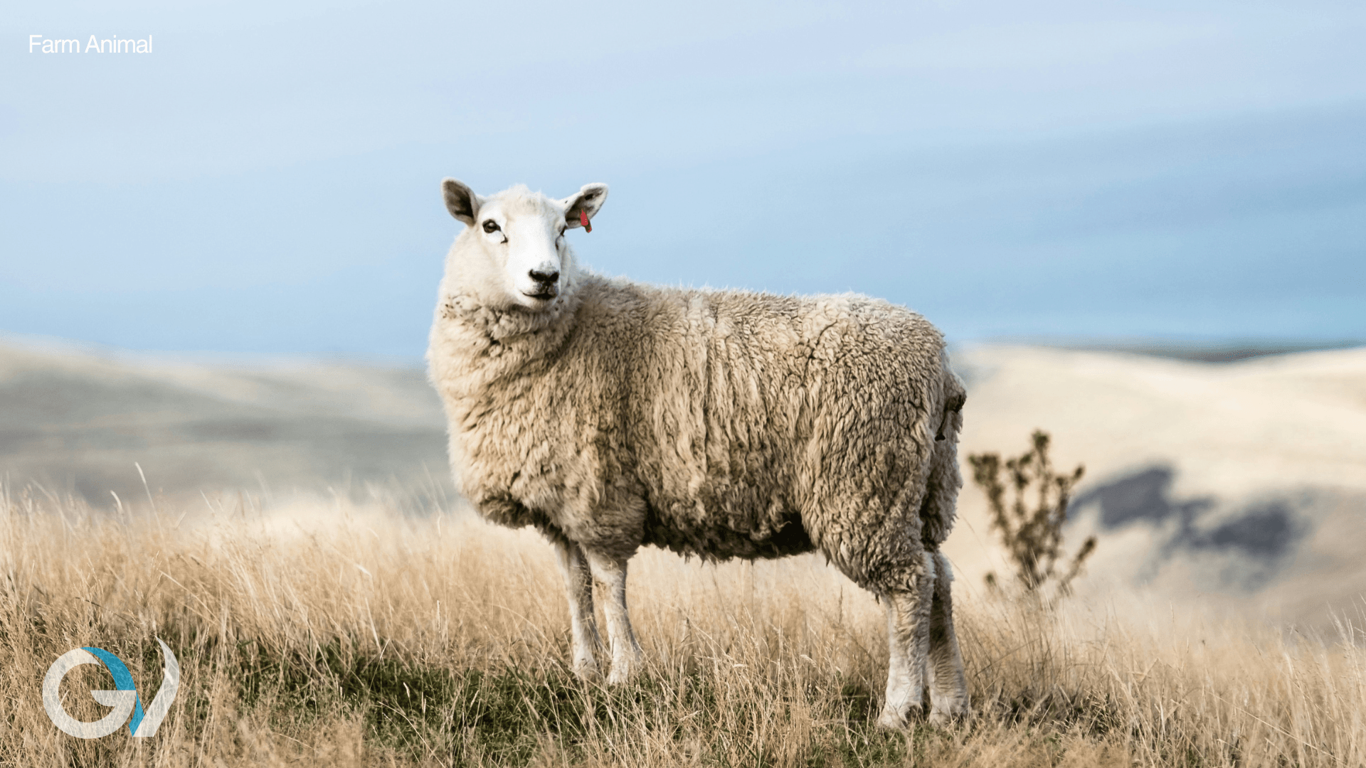 Erysipelas in Sheep: A Preventable Cause of Lameness and Losses Erysipelas in Sheep: A Preventable Cause of Lameness and Losses