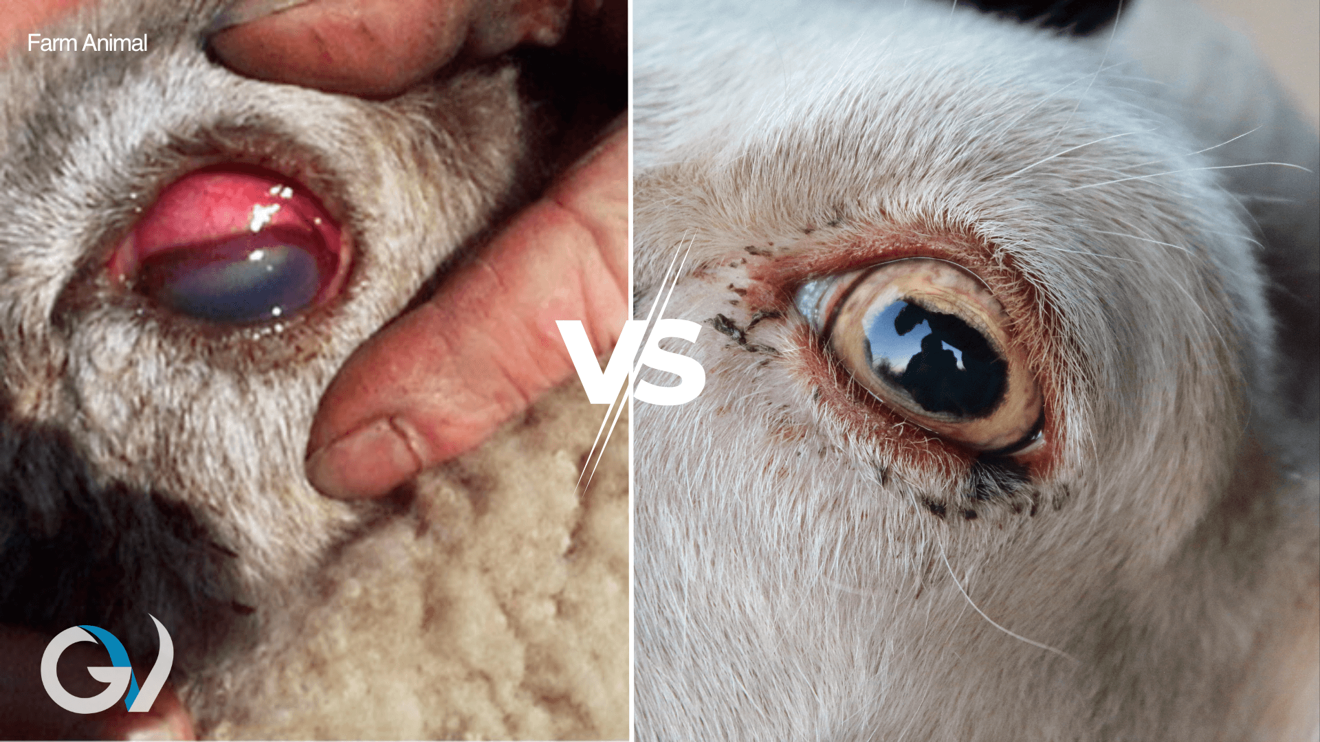 Listeriosis “Silage Eye” in Sheep Listeriosis “Silage Eye” in Sheep