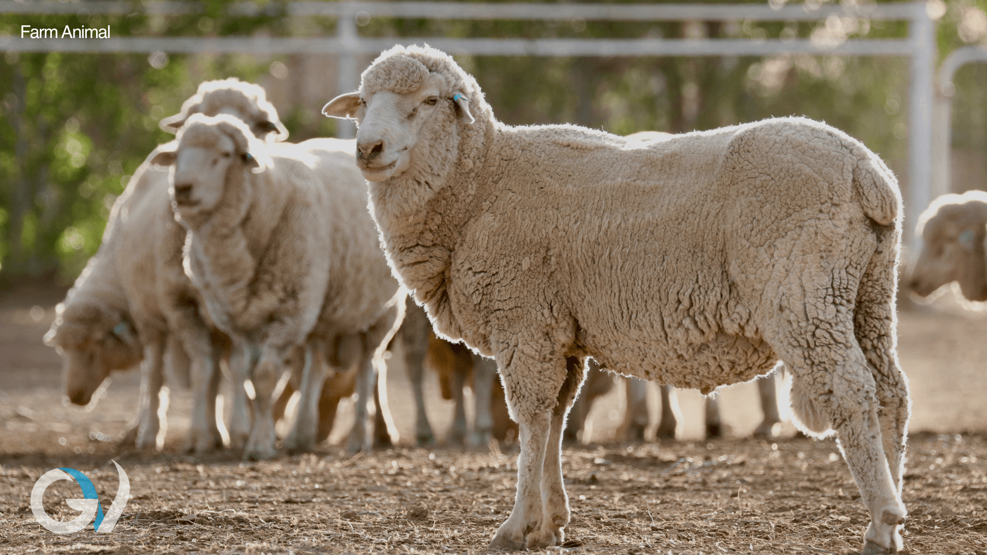 Ram Management | The 4 "T's"