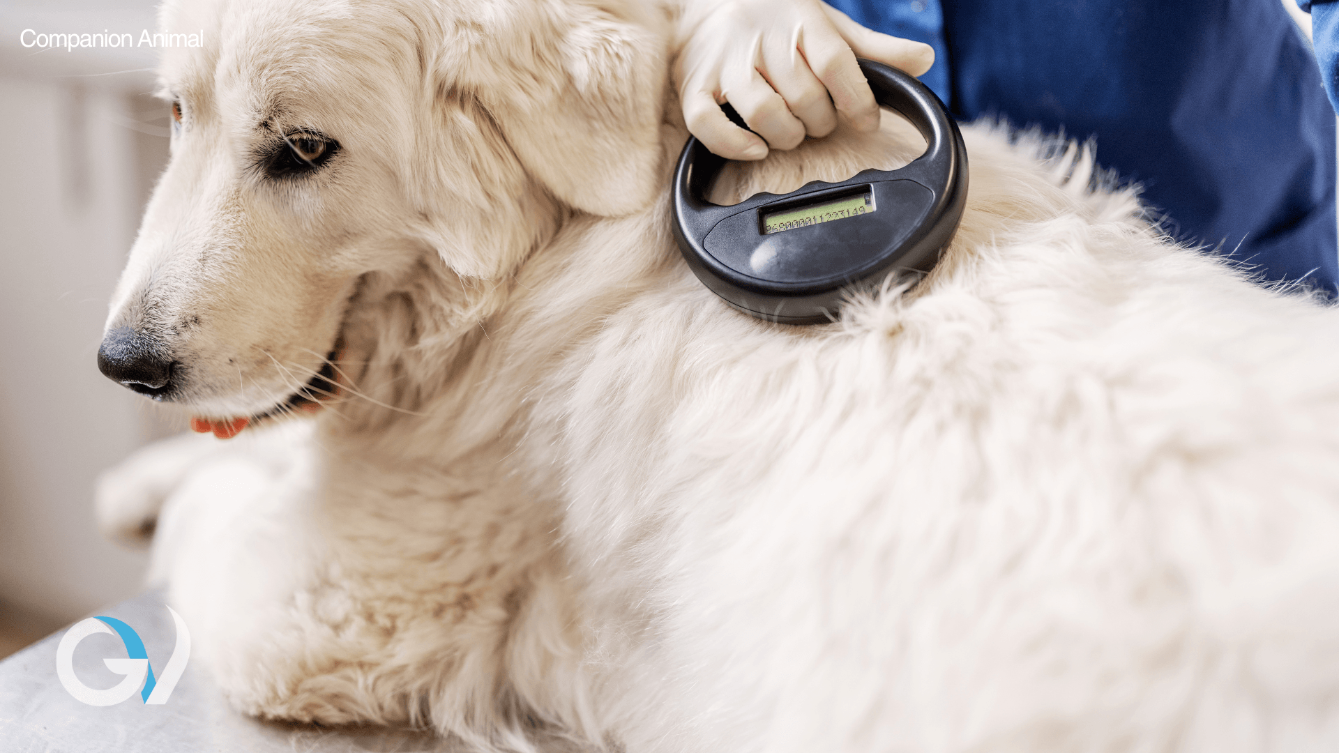 Microchipping Laws in Victoria: Requirements for Dogs & Cats