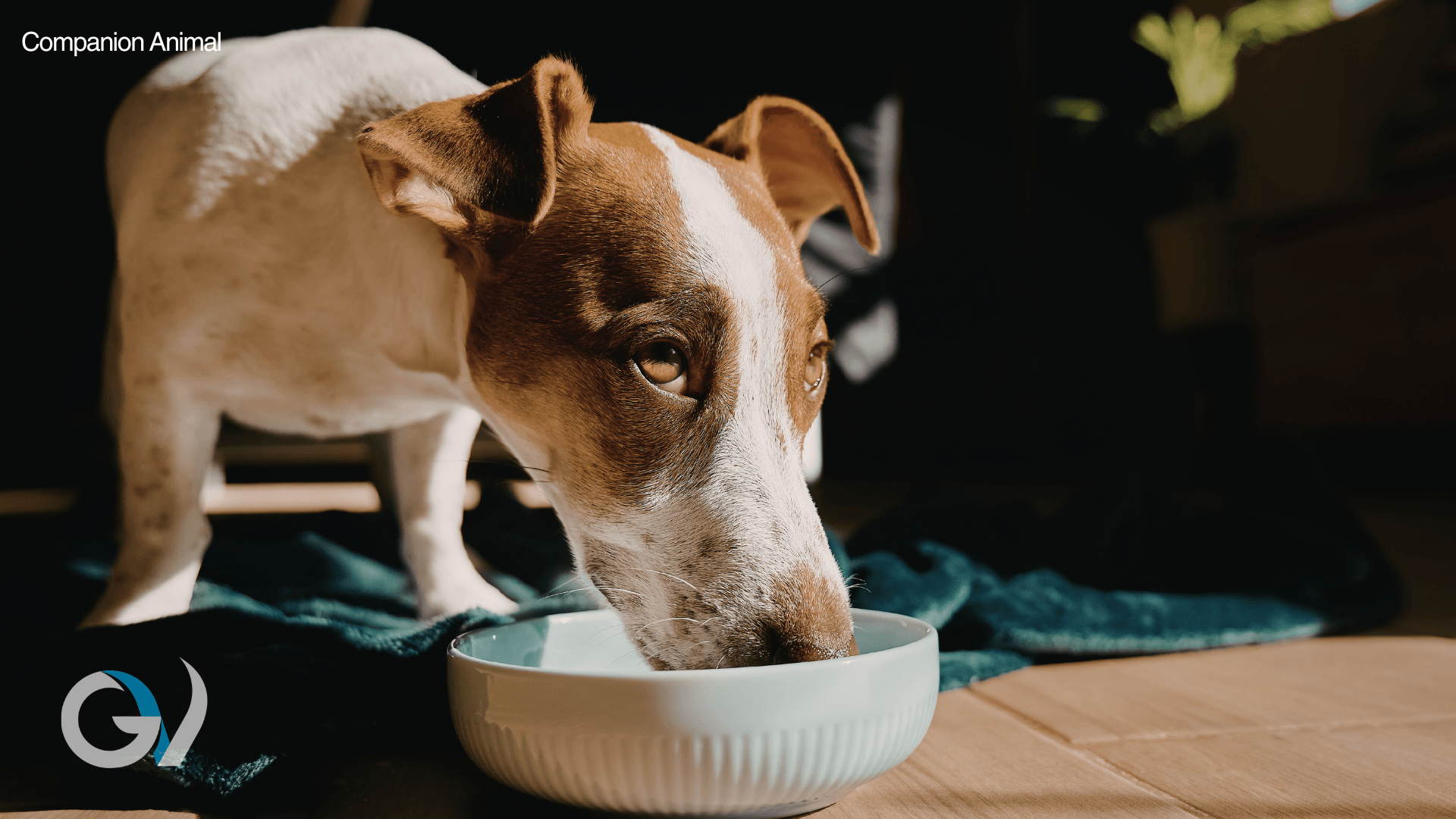The New Chicken and Rice - Gastrointestinal Diets