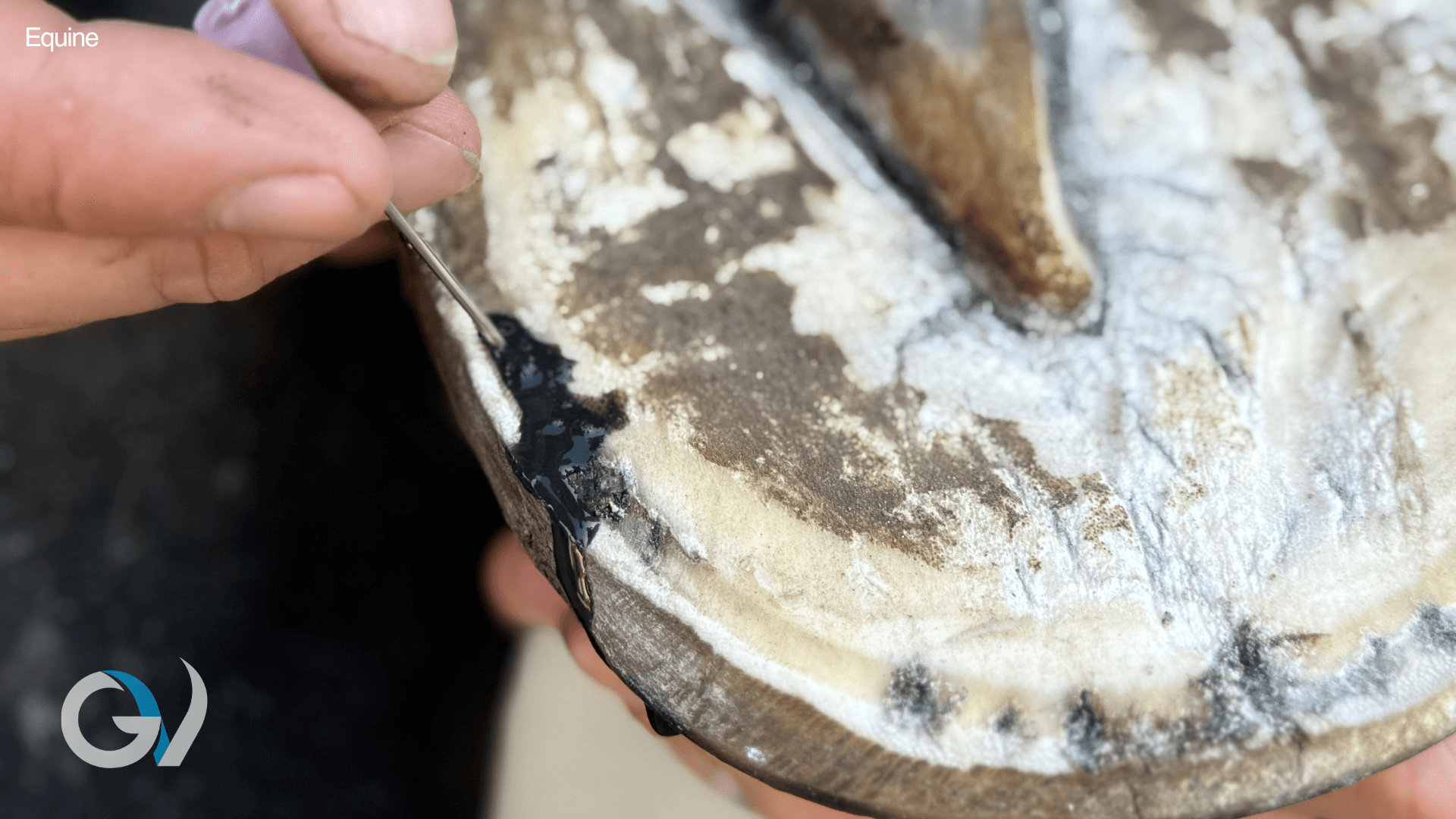 All About Hoof Abscesses
