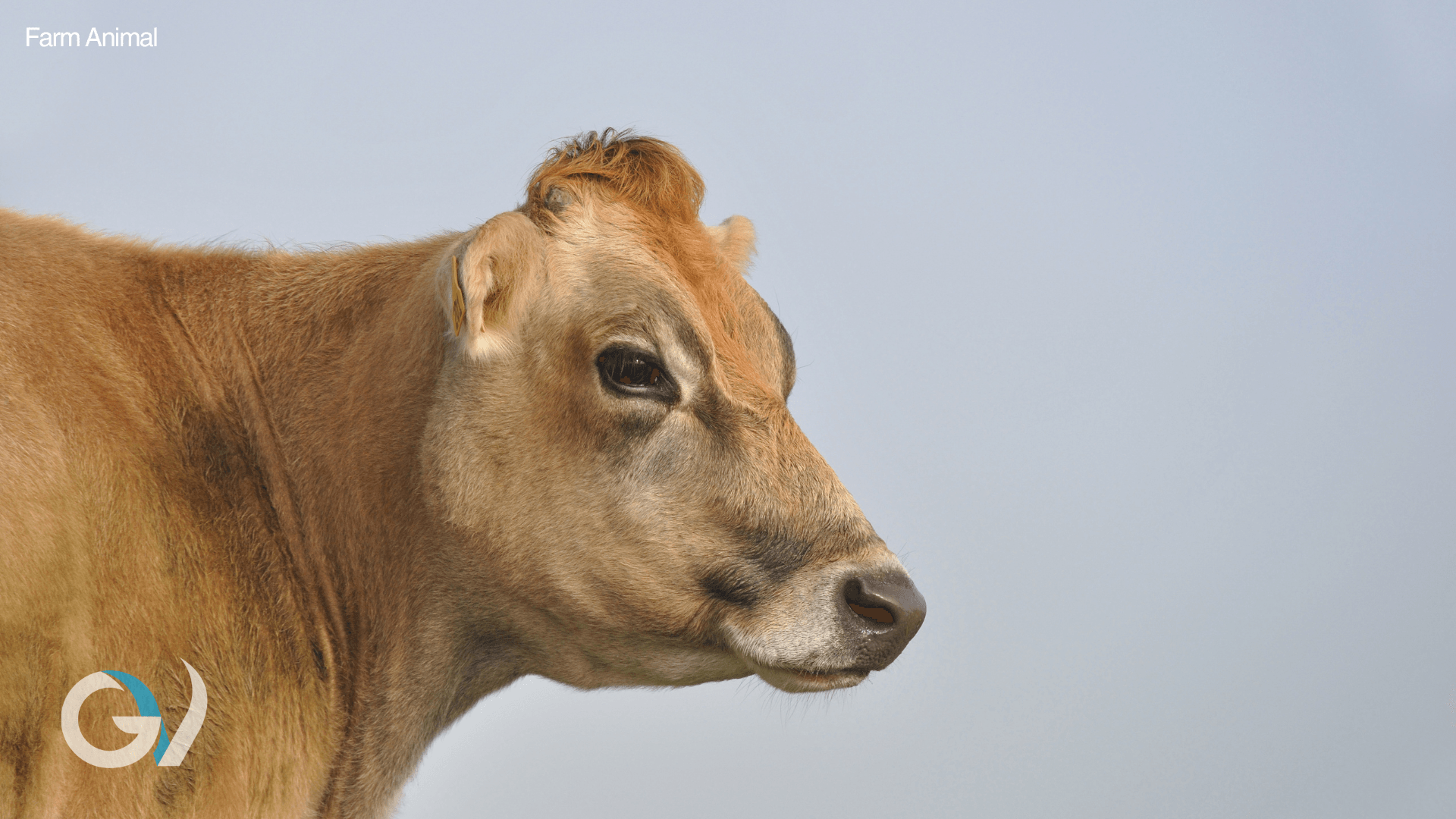 Antibiotic Dry Cow Withhold Periods Explained