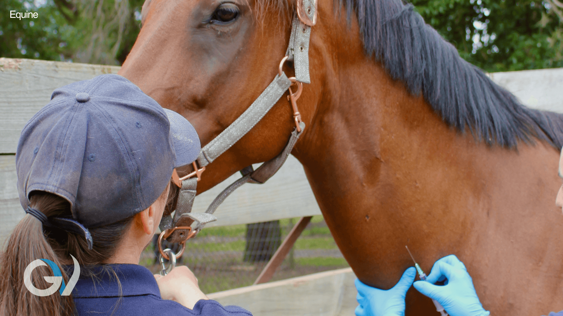 Colic - While you wait for your Vet Colic - While you wait for your Vet