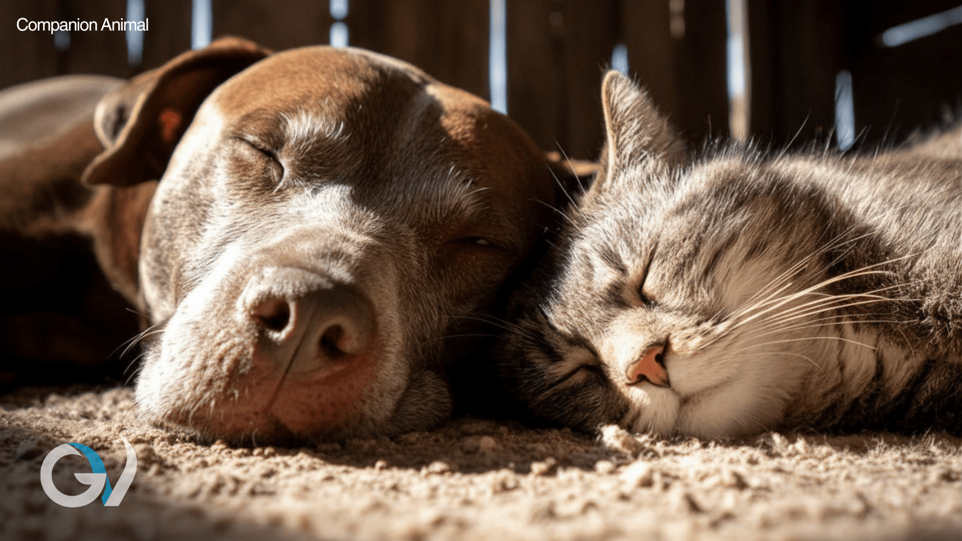 Year-Round Parasite Protection Matters for Dogs and Cats Year-Round Parasite Protection Matters for Dogs and Cats