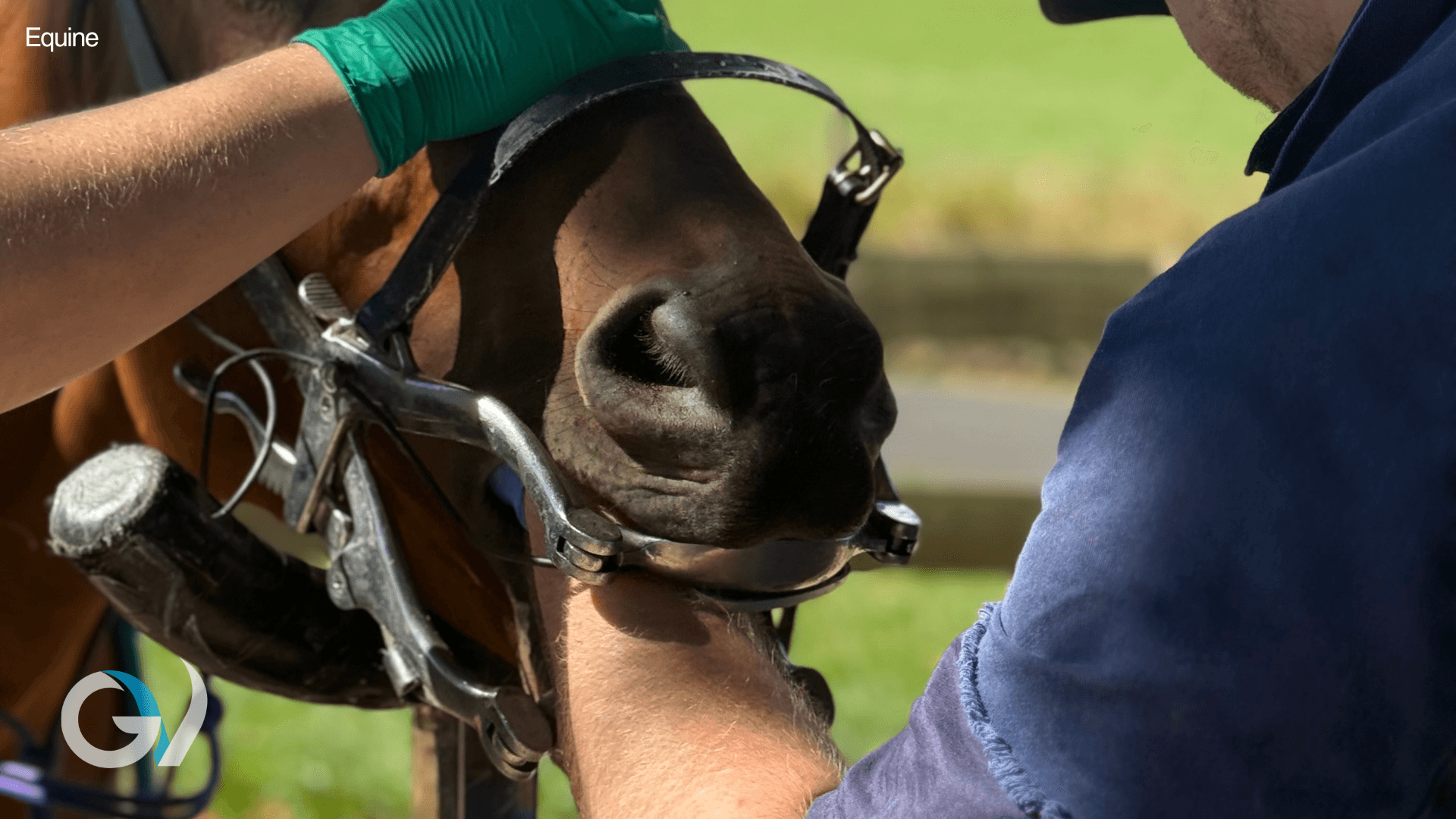 Equine Dentistry and Sedation | Why Regular Dental Care Matters