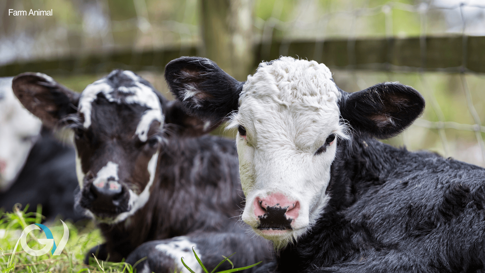 Coccidiosis in Calves and Lambs | Prevention, Signs and Treatment