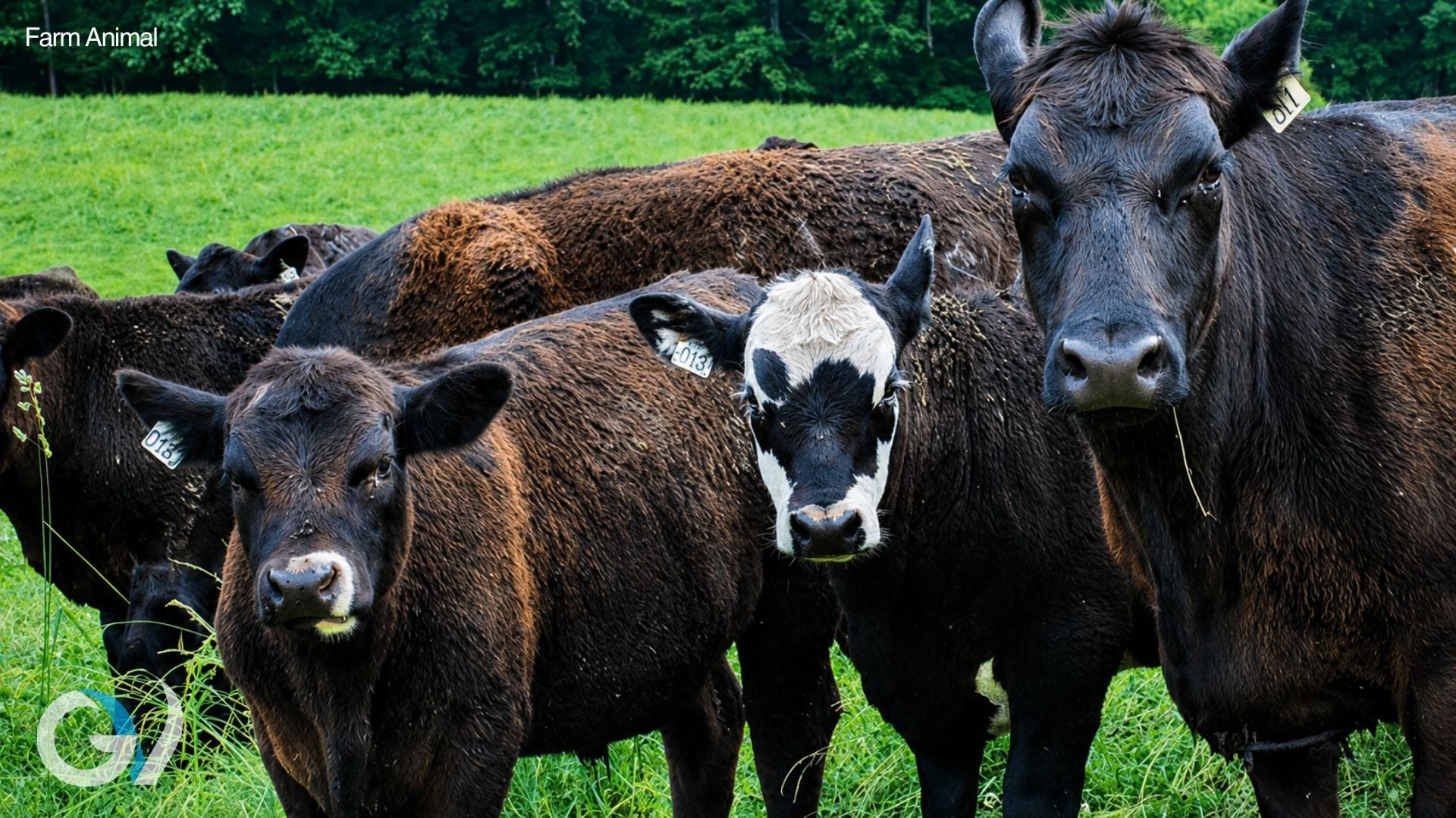 Copper Deficiency in Livestock: Diagnosis, Challenges and Treatment Options Copper Deficiency in Livestock: Diagnosis, Challenges and Treatment Options