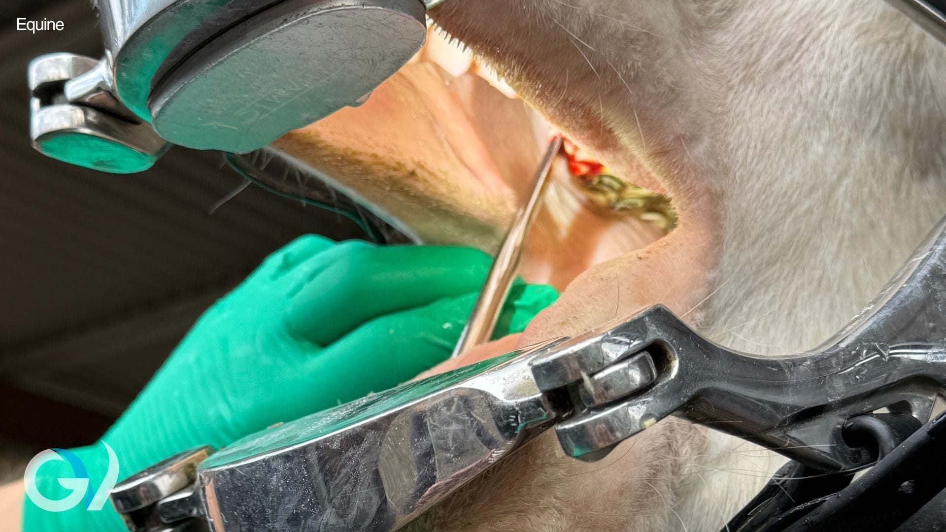 Wolf Teeth Explained | An Important Part of Young Horse Dentistry
