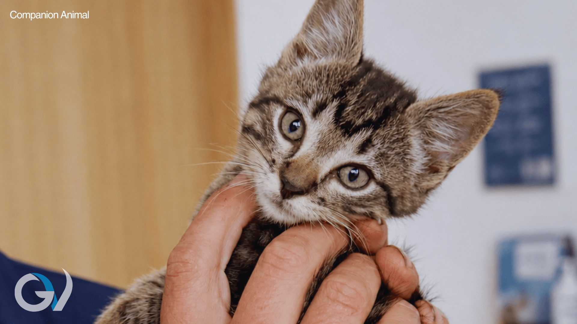 Kitten Vaccinations Guide | Protecting Your Kitten Kitten Vaccinations Guide | Protecting Your Kitten