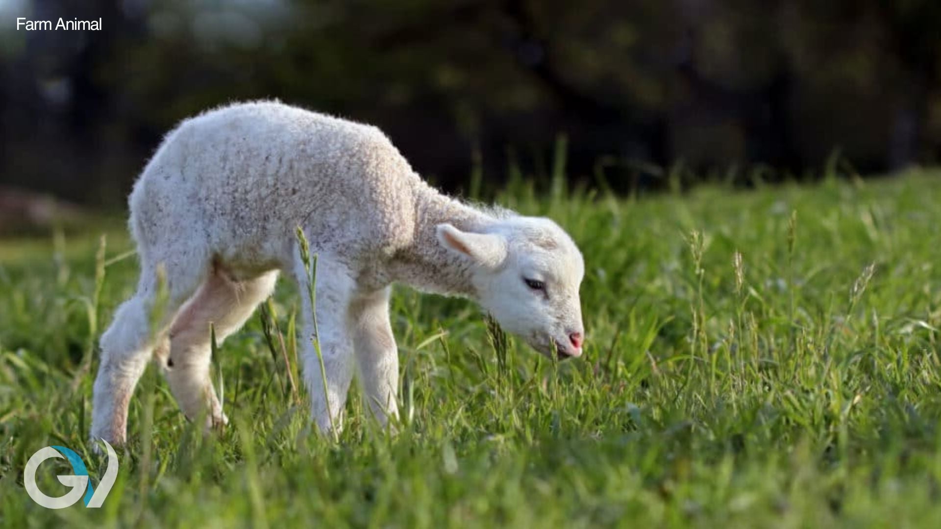 Selenium Deficiency in Livestock | Cattle and Sheep