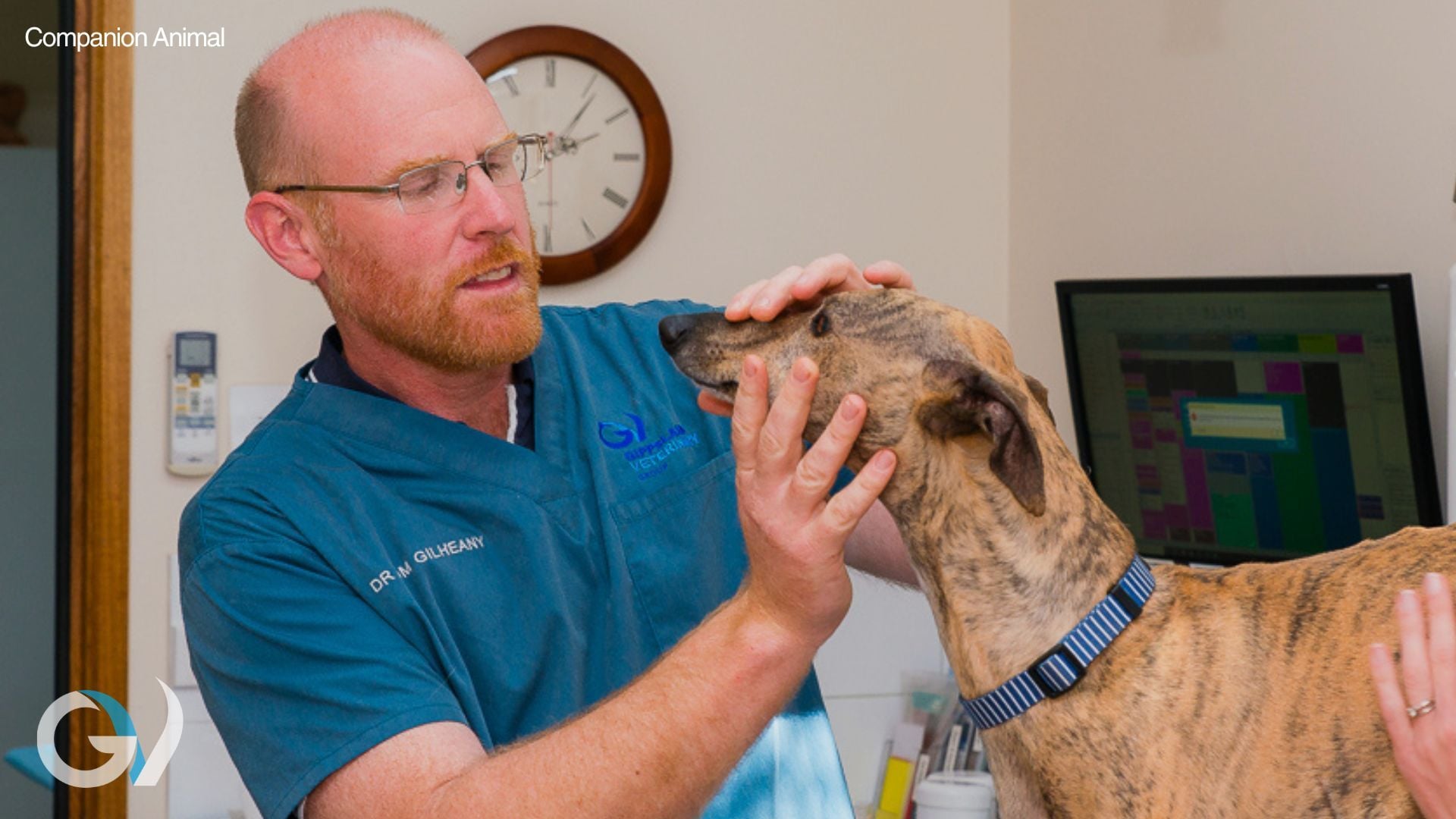 Helping Anxious Pets at the Vet