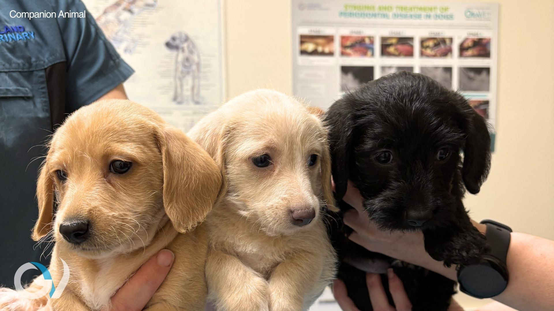 Puppy Vaccinations Guide | Protecting Your Puppy Puppy Vaccinations Guide | Protecting Your Puppy