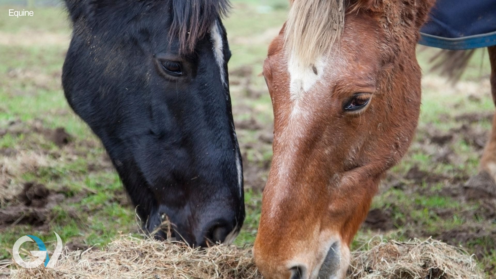 Winter Feeding for Horses | Essential Nutrition Tips