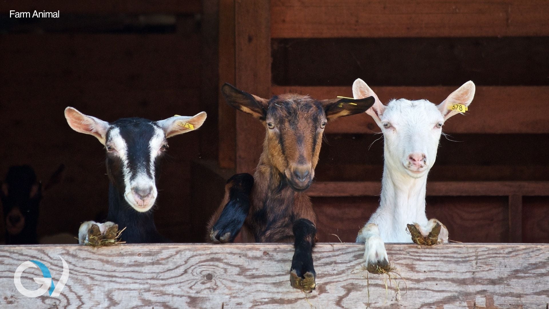 Regular Hoof Care for Healthy Goats