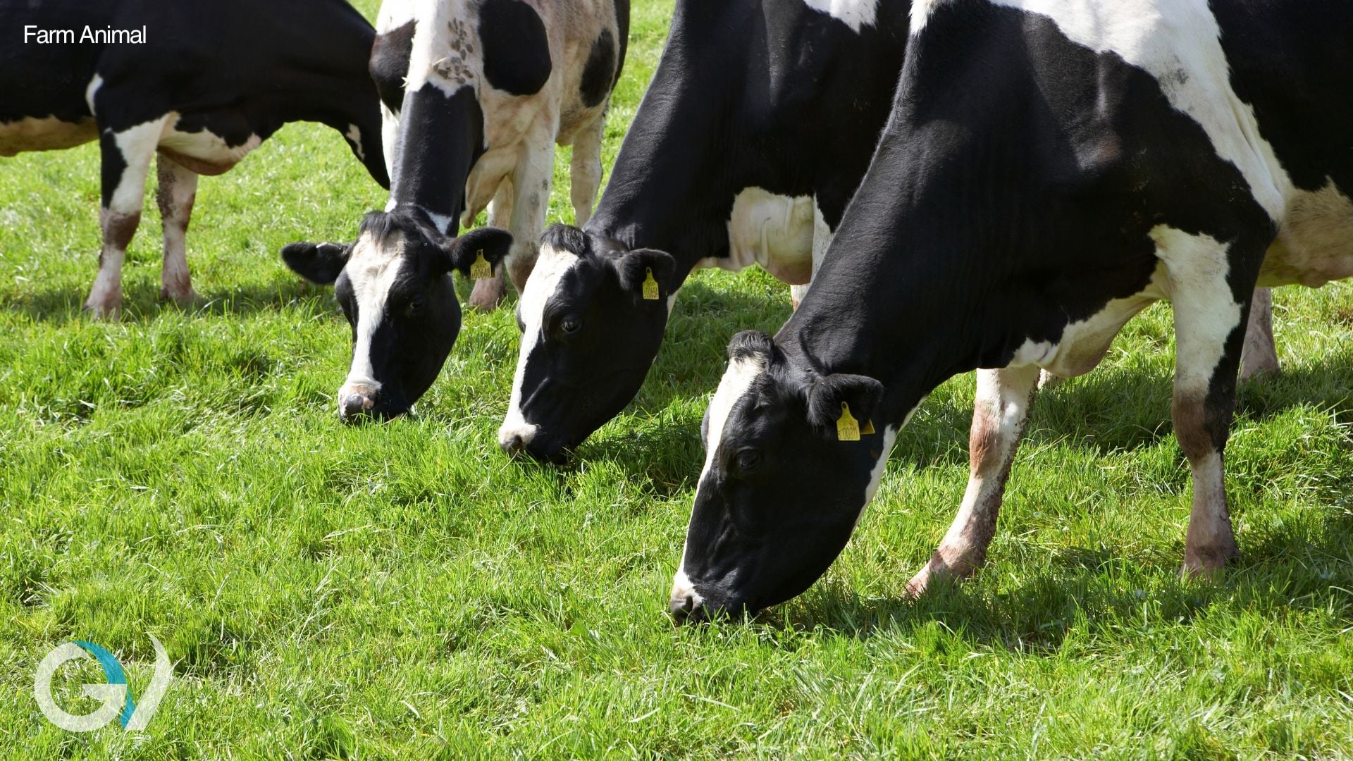 Coforta 100 for Dairy Cows and Heifers Coforta 100 for Dairy Cows and Heifers