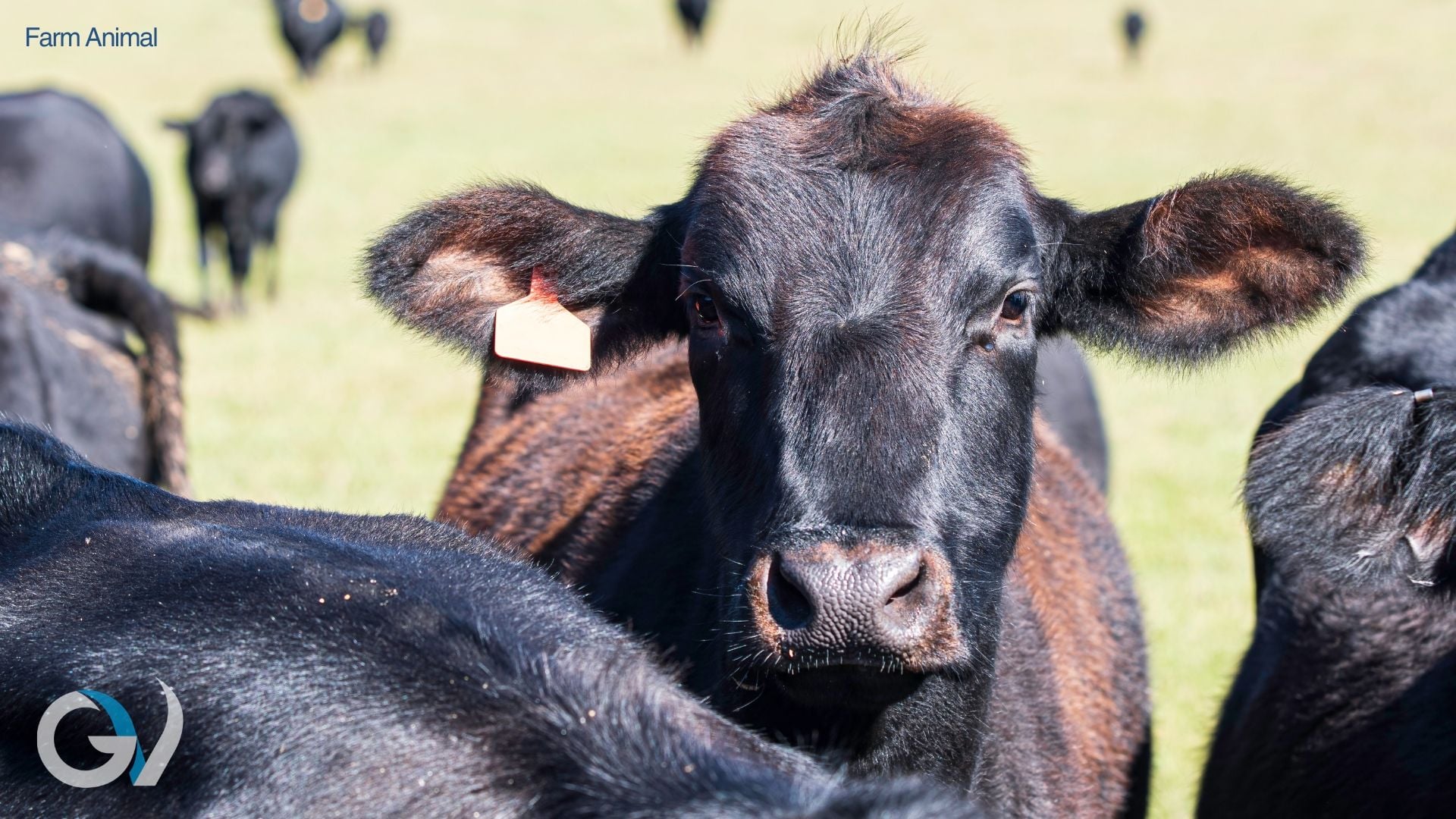 Cobalt Deficiency in Livestock | Cattle and Sheep Cobalt Deficiency in Livestock | Cattle and Sheep