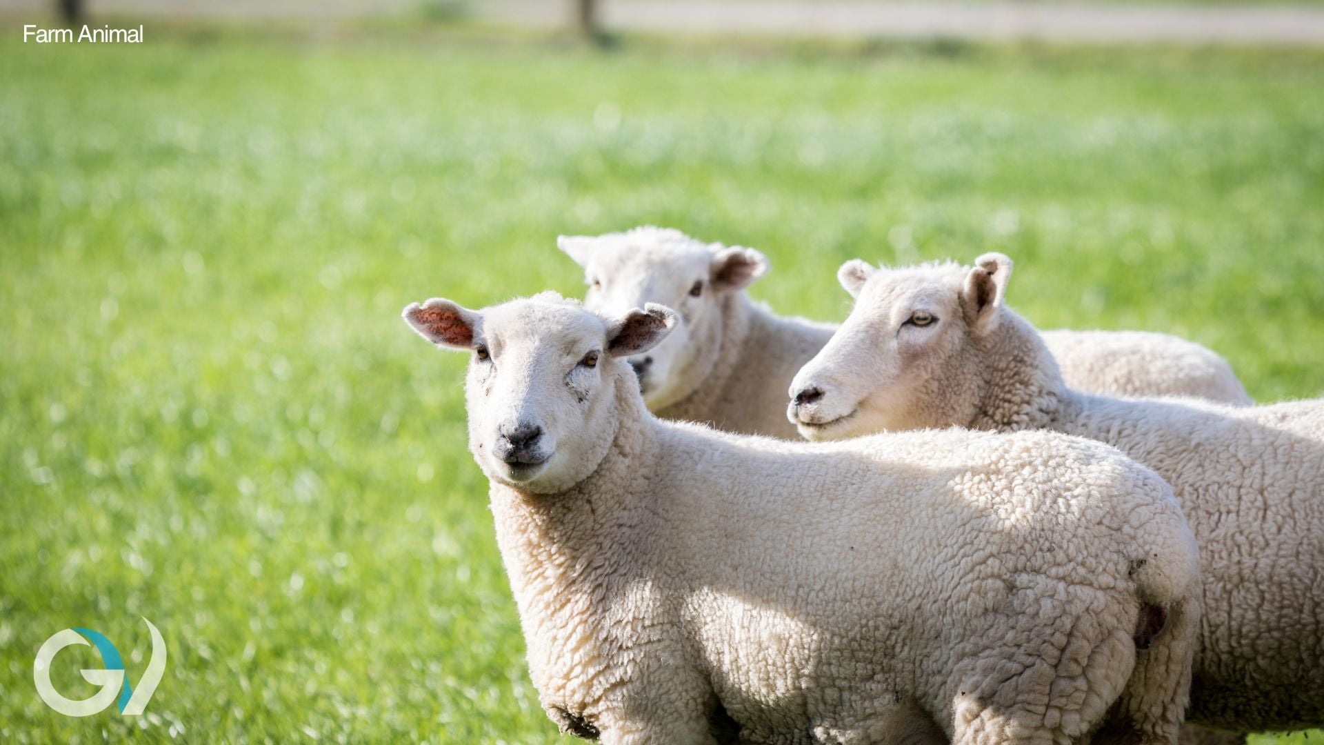 Iodine Deficiency in Livestock | Cattle and Sheep