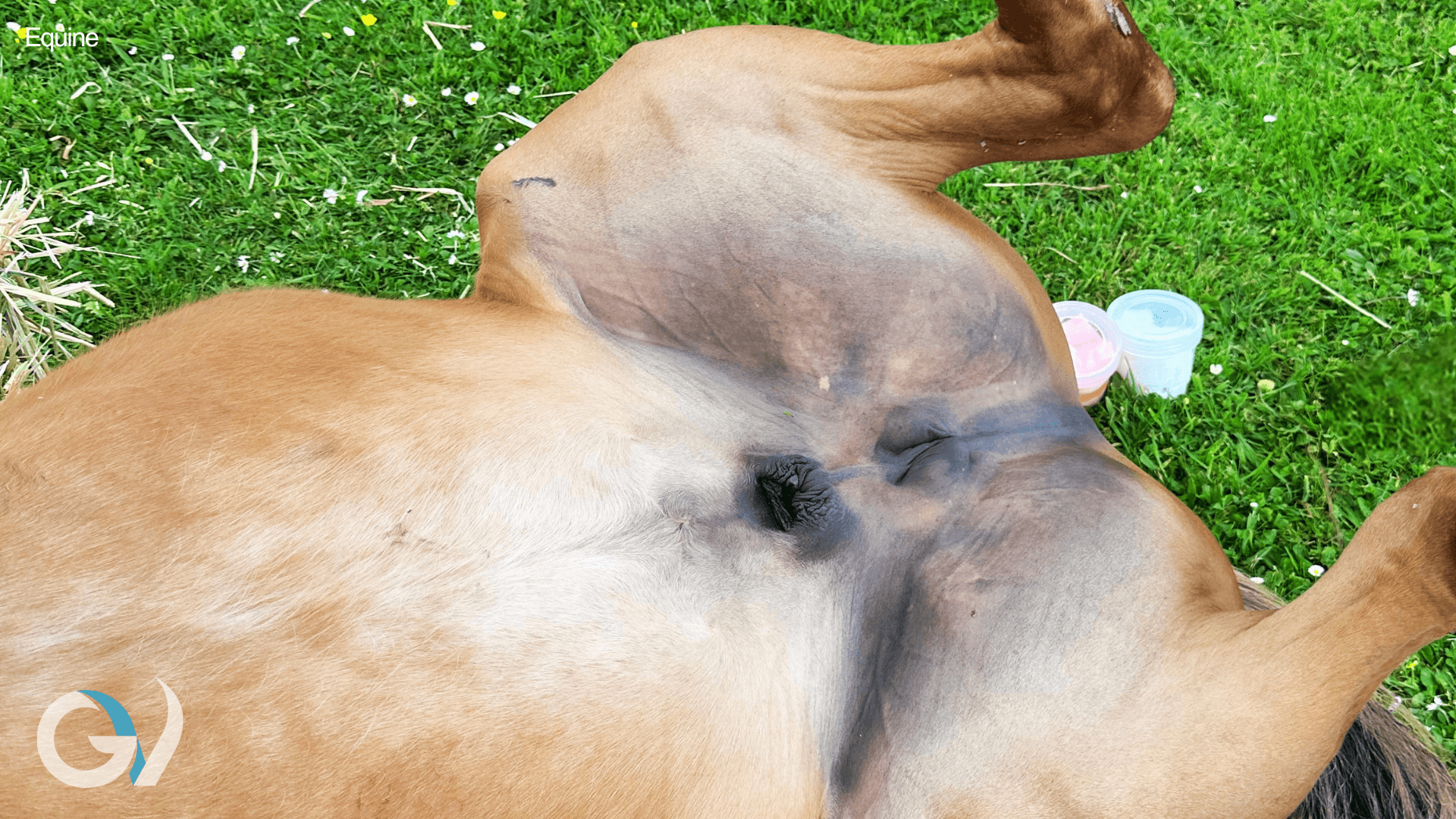 Equine Castration - What Horse Owners Need to Know Equine Castration - What Horse Owners Need to Know