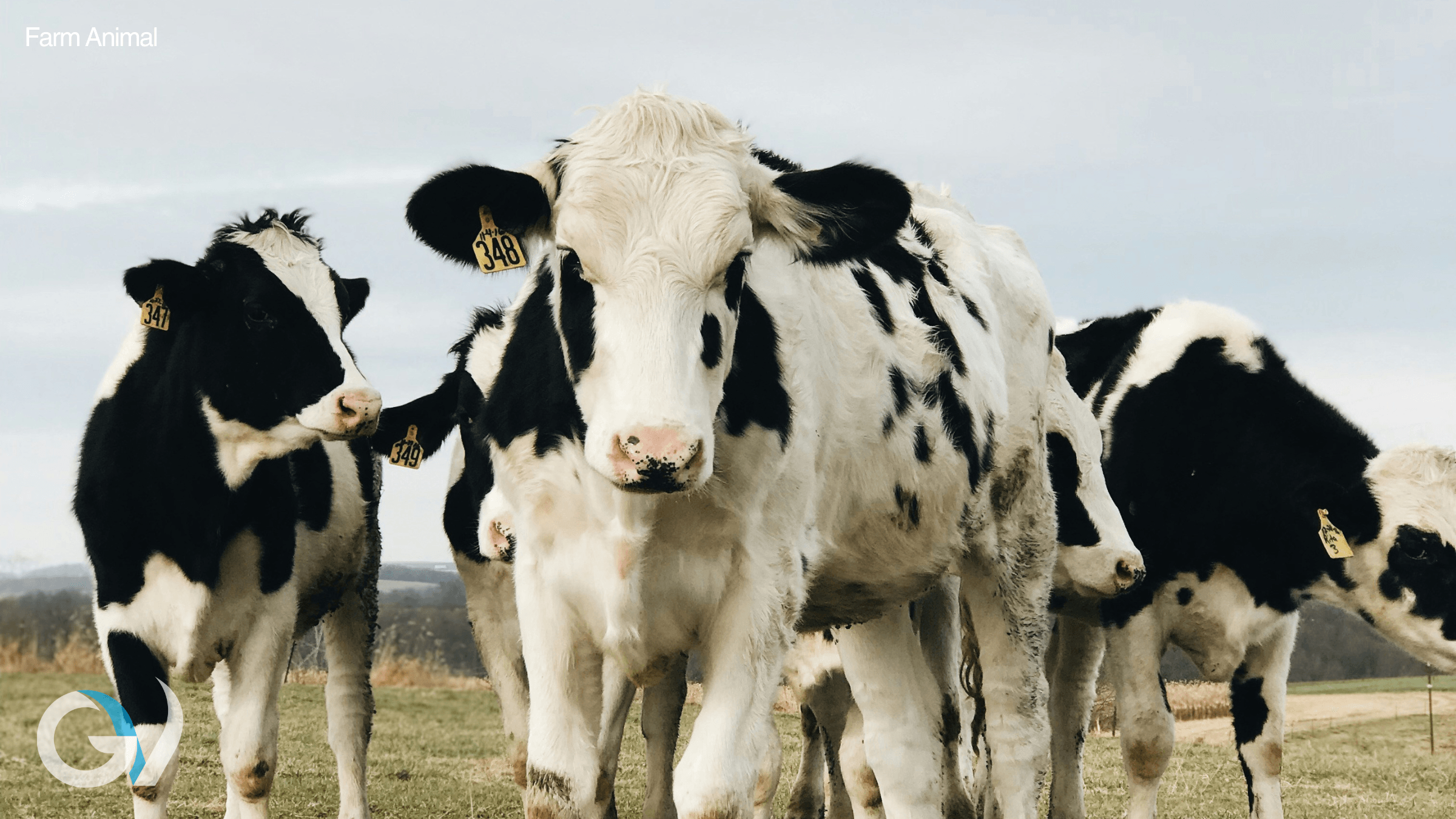 Spring Drenching Young Cattle | Worm Control for Calves & Heifers Spring Drenching Young Cattle | Worm Control for Calves & Heifers