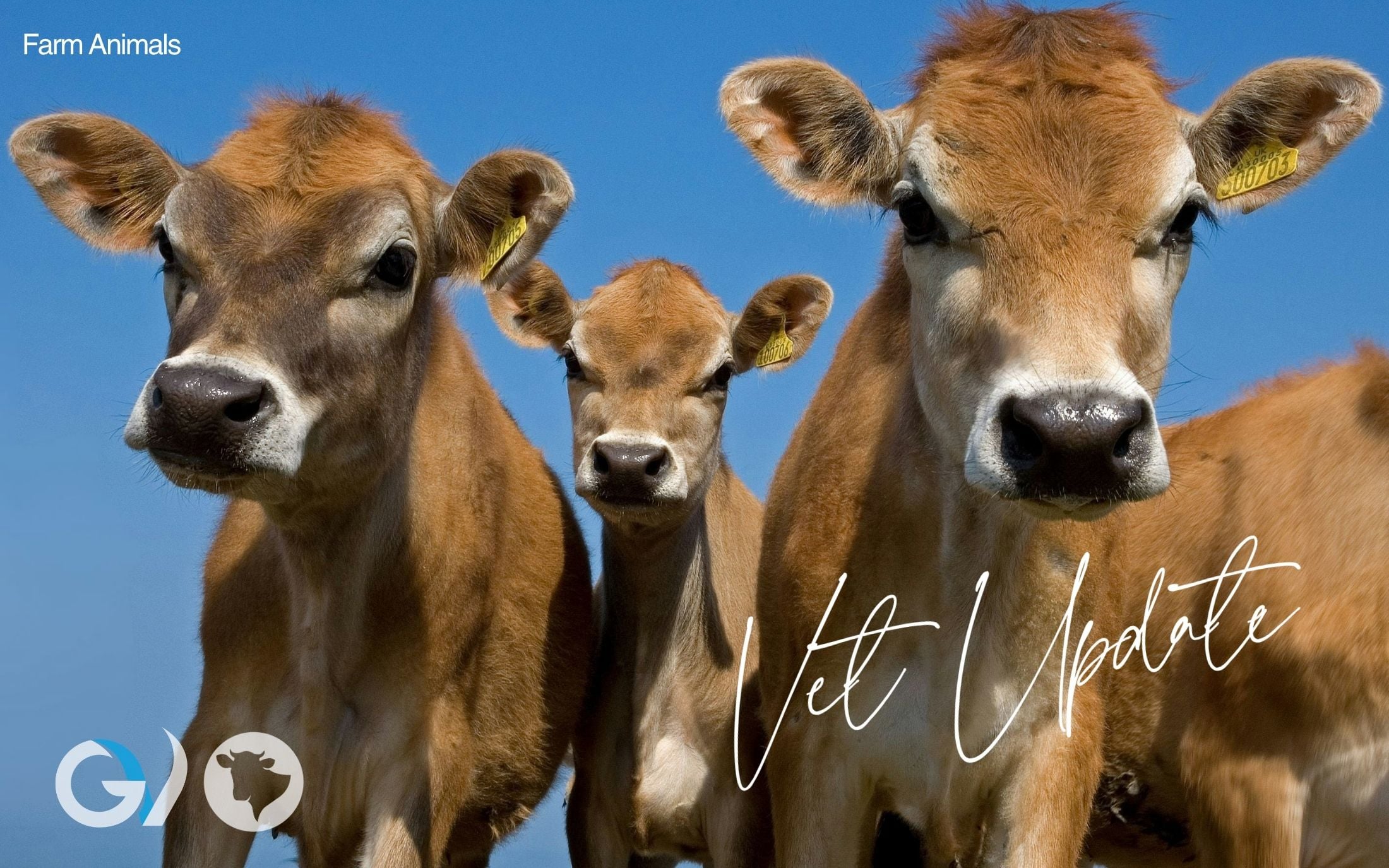 Farm Animal Veterinary Update | Spring 26