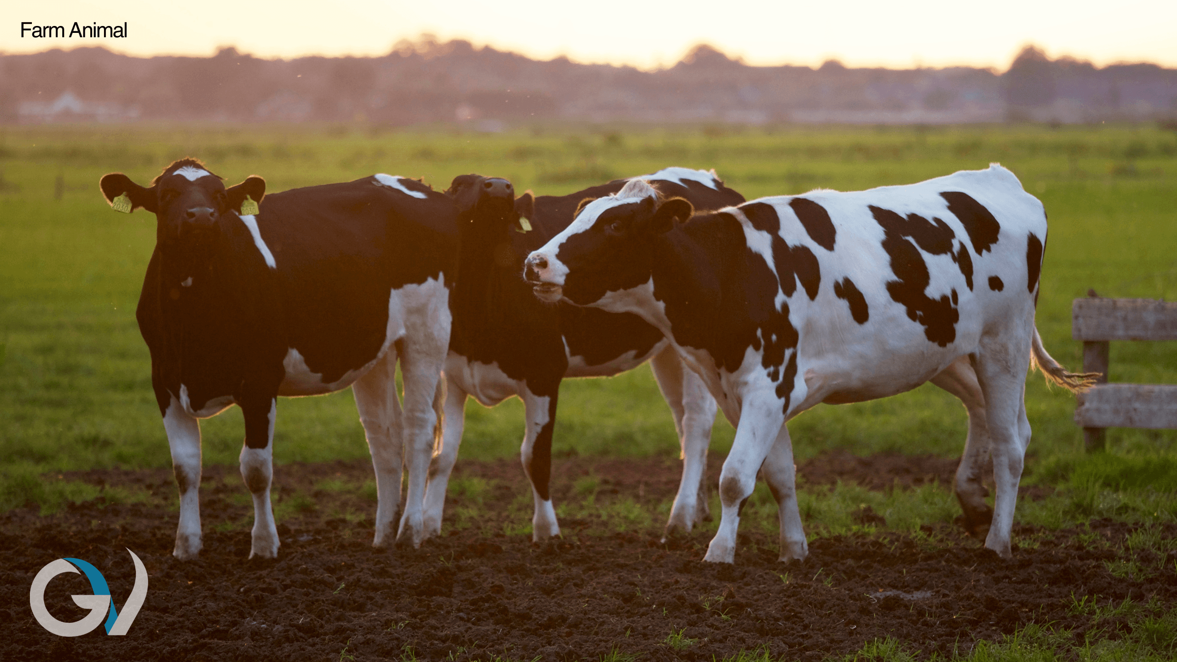 Heifer Fixed Time AI Synchrony Program | Maximising Conception Rates