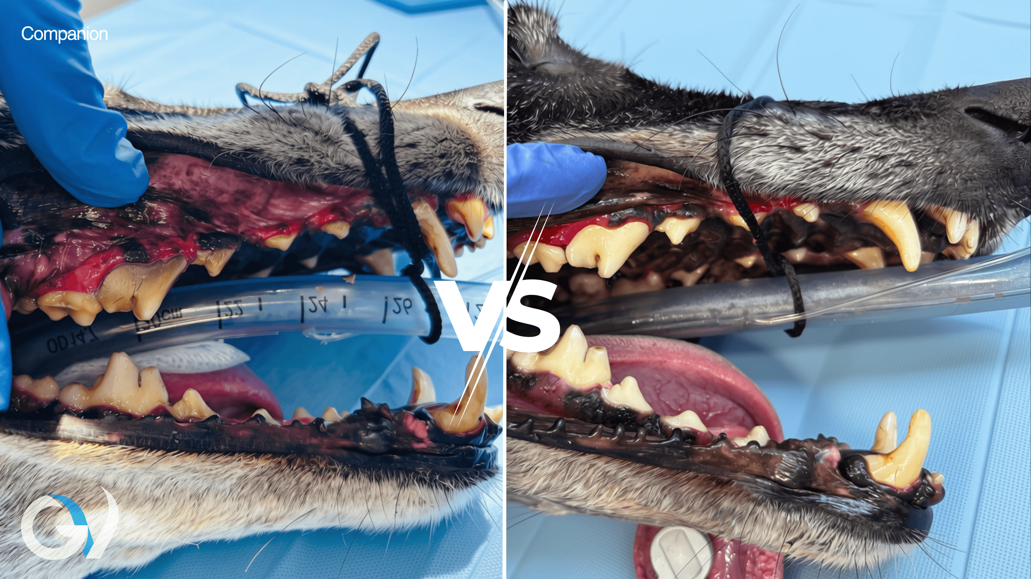 Companion Animal Dentistry | Why Prevention Matters