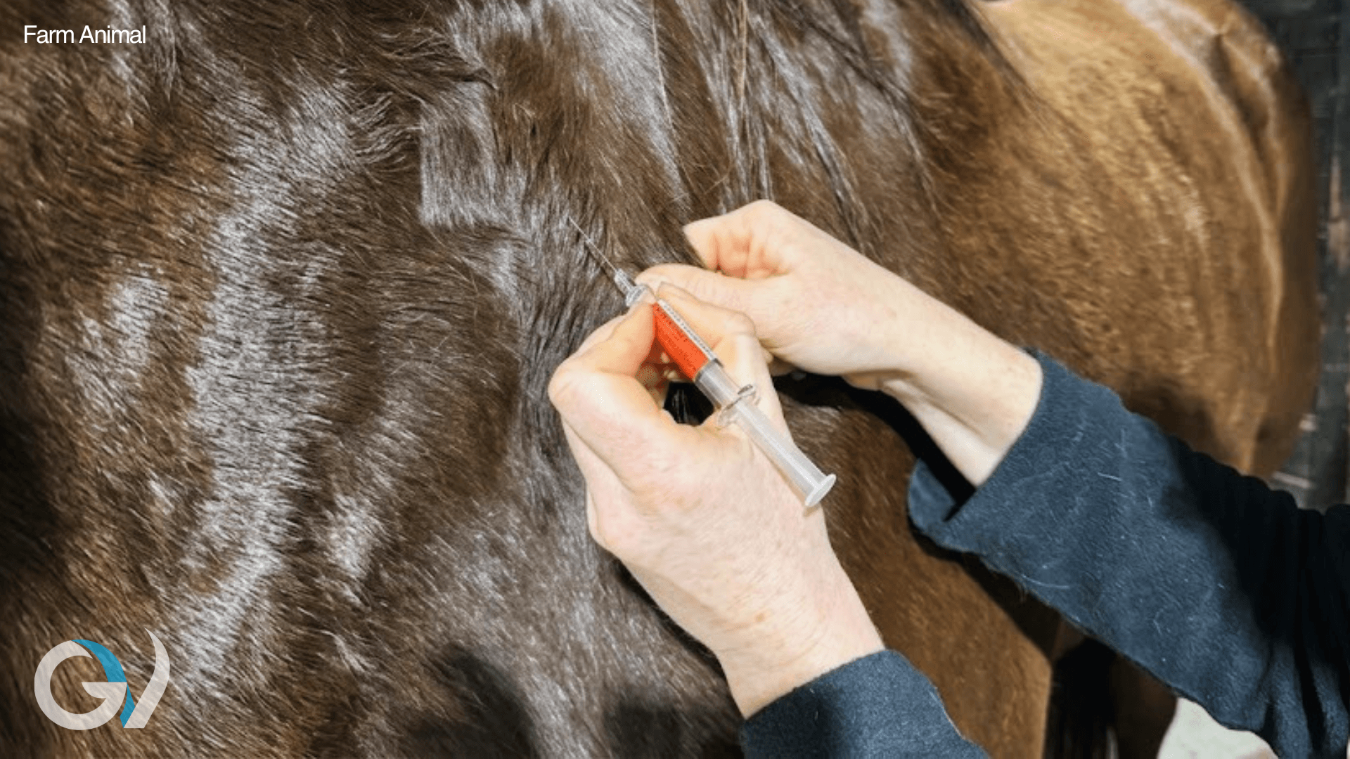 Tetanus & Strangles | Protecting Your Horse