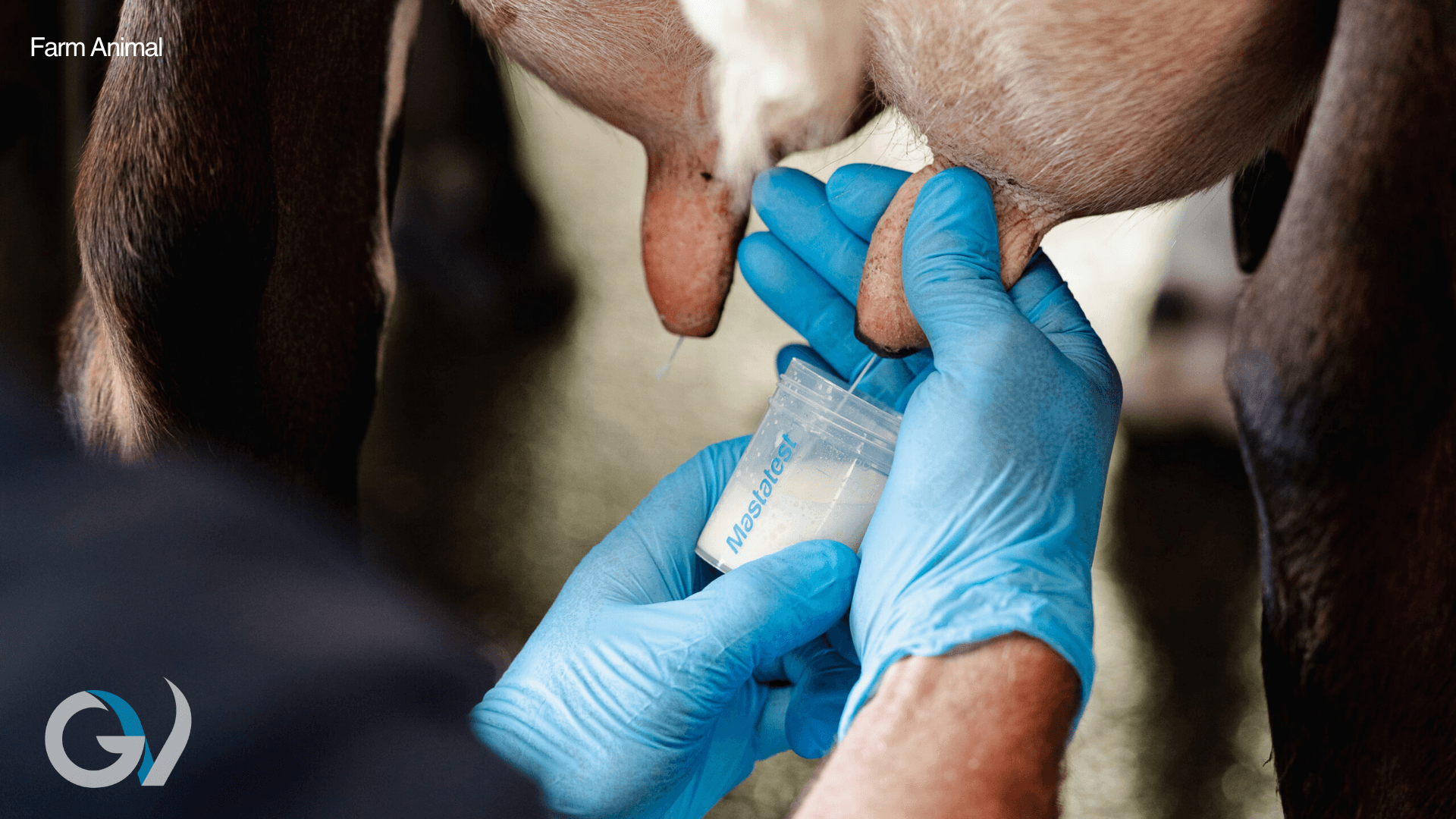 Smarter Mastitis Treatment | Cut Antibiotic Use Without Hurting Cure Rates