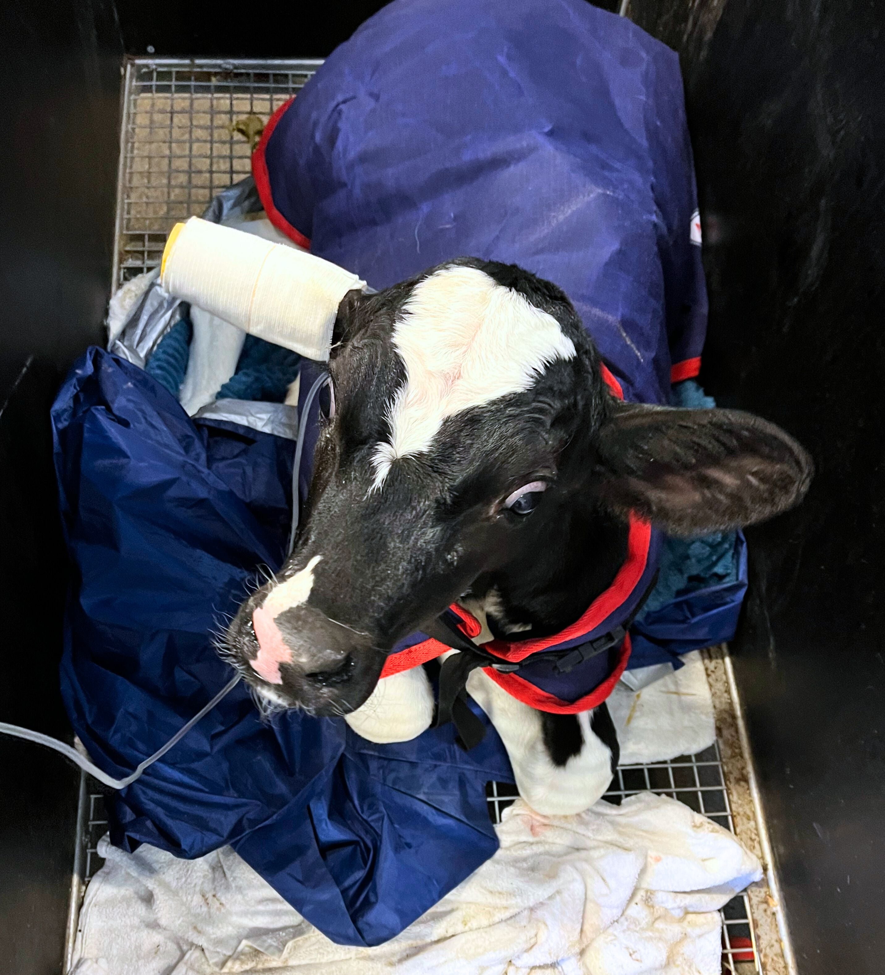 LEONGATHA LIVESTOCK CENTRE LEONGATHA LIVESTOCK CENTRE