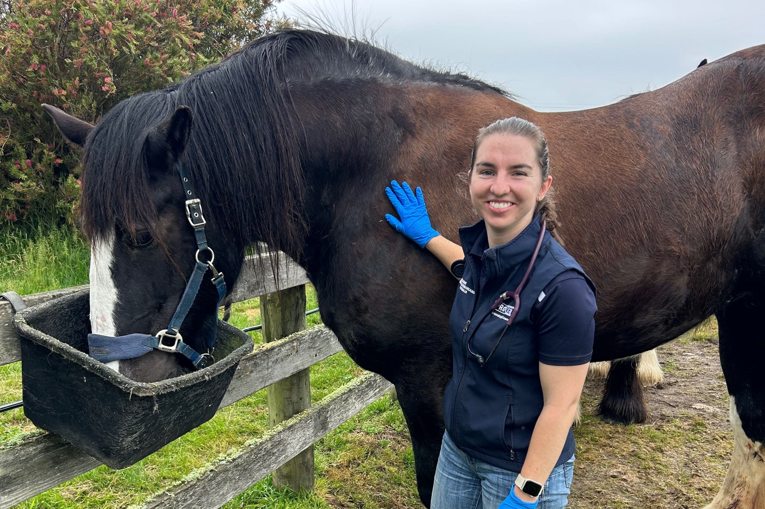 SIGNS YOUR HORSE MAY NEED VETERINARY ATTENTION SIGNS YOUR HORSE MAY NEED VETERINARY ATTENTION