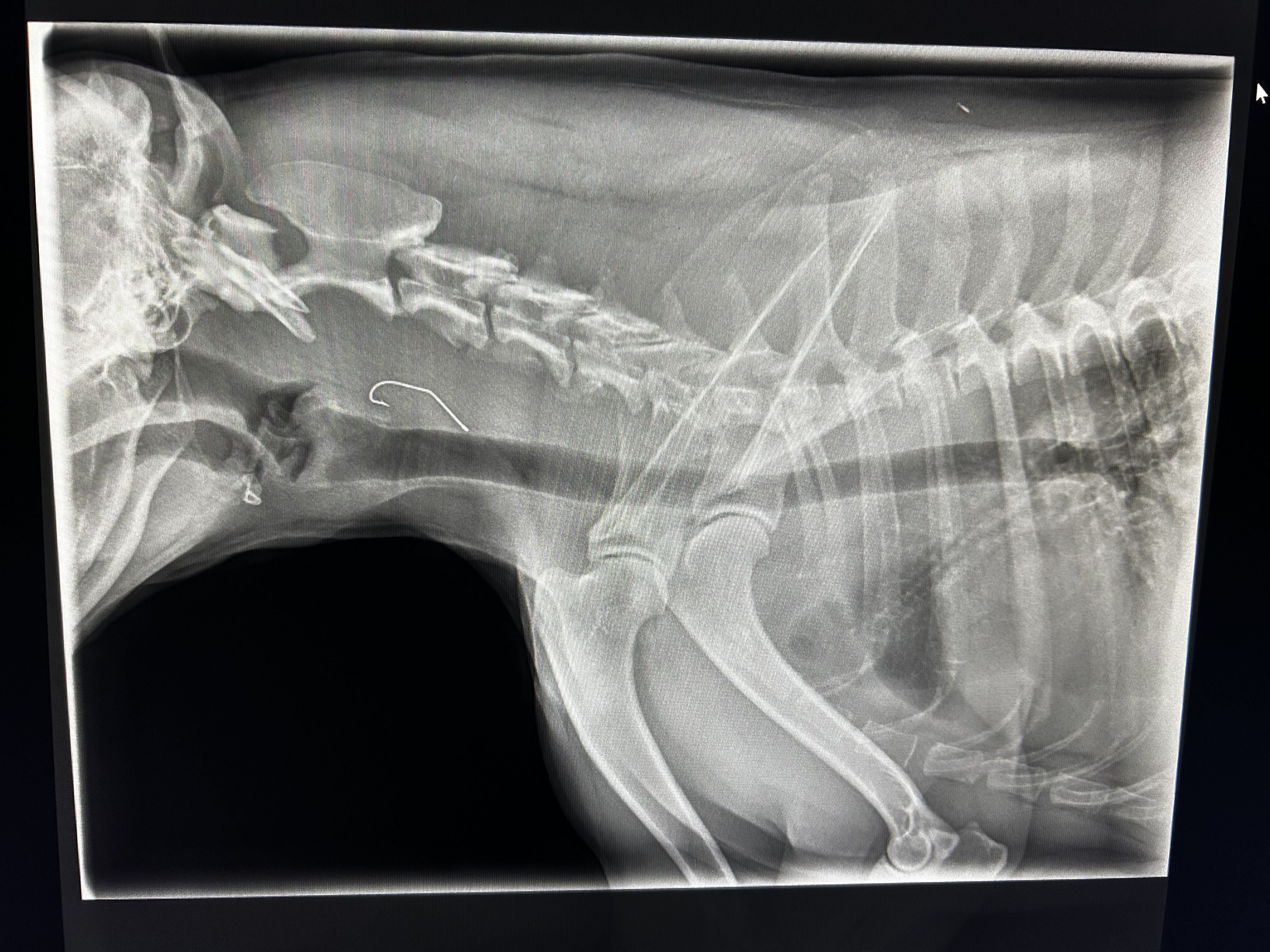 DIGITAL RADIOGRAPHY DIGITAL RADIOGRAPHY