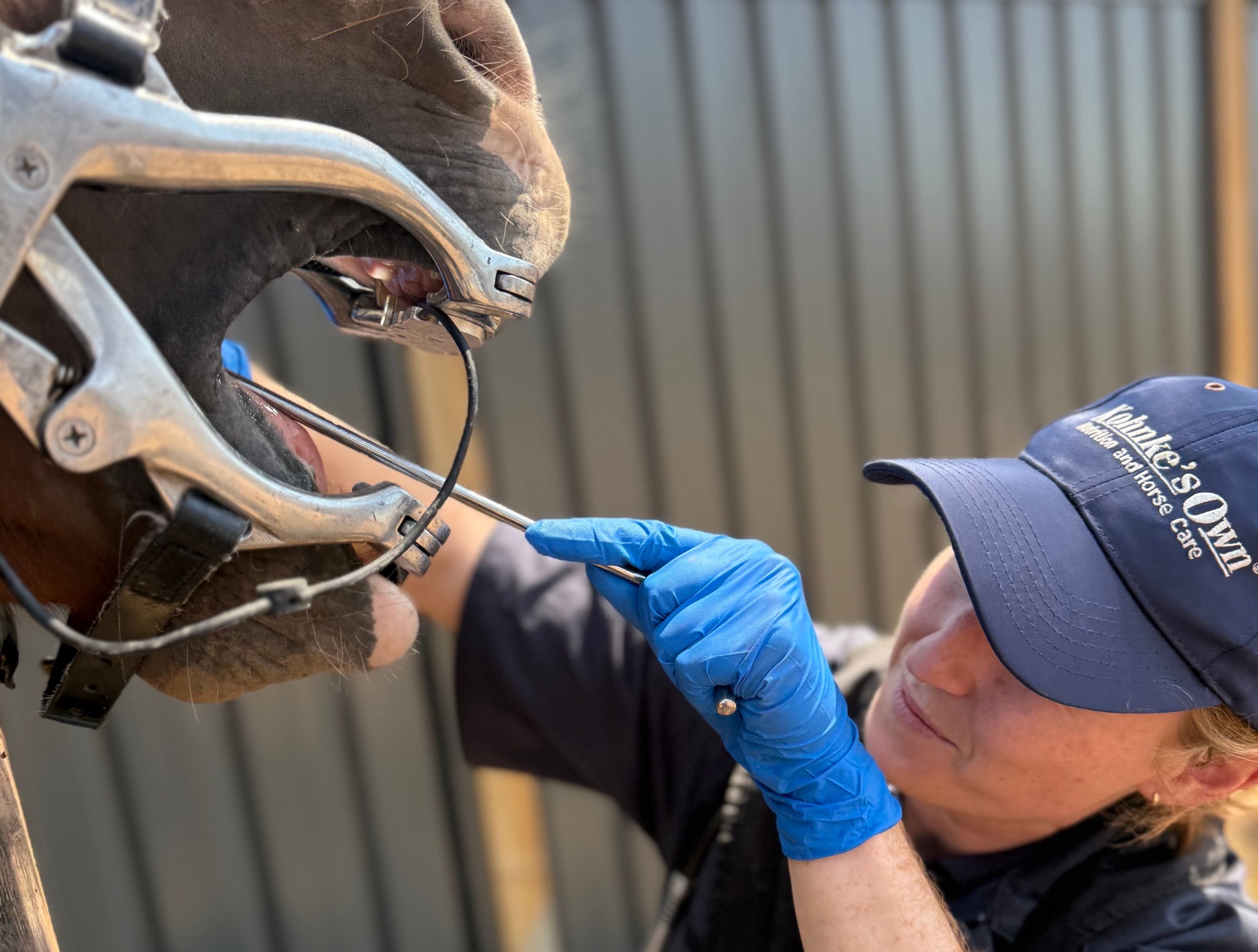 EQUINE DENTISTRY EQUINE DENTISTRY