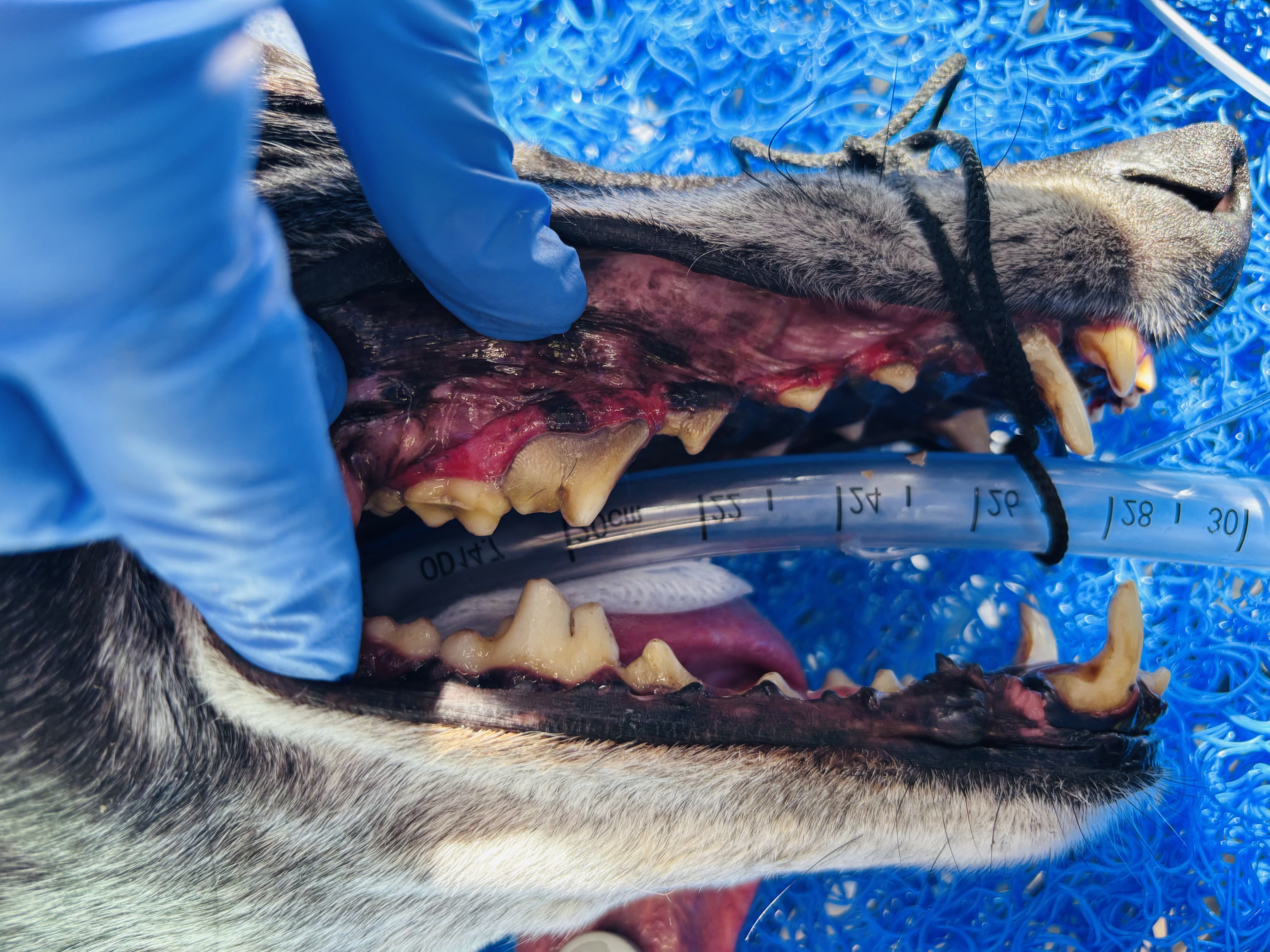 COMPANION ANIMAL DENTISTRY COMPANION ANIMAL DENTISTRY