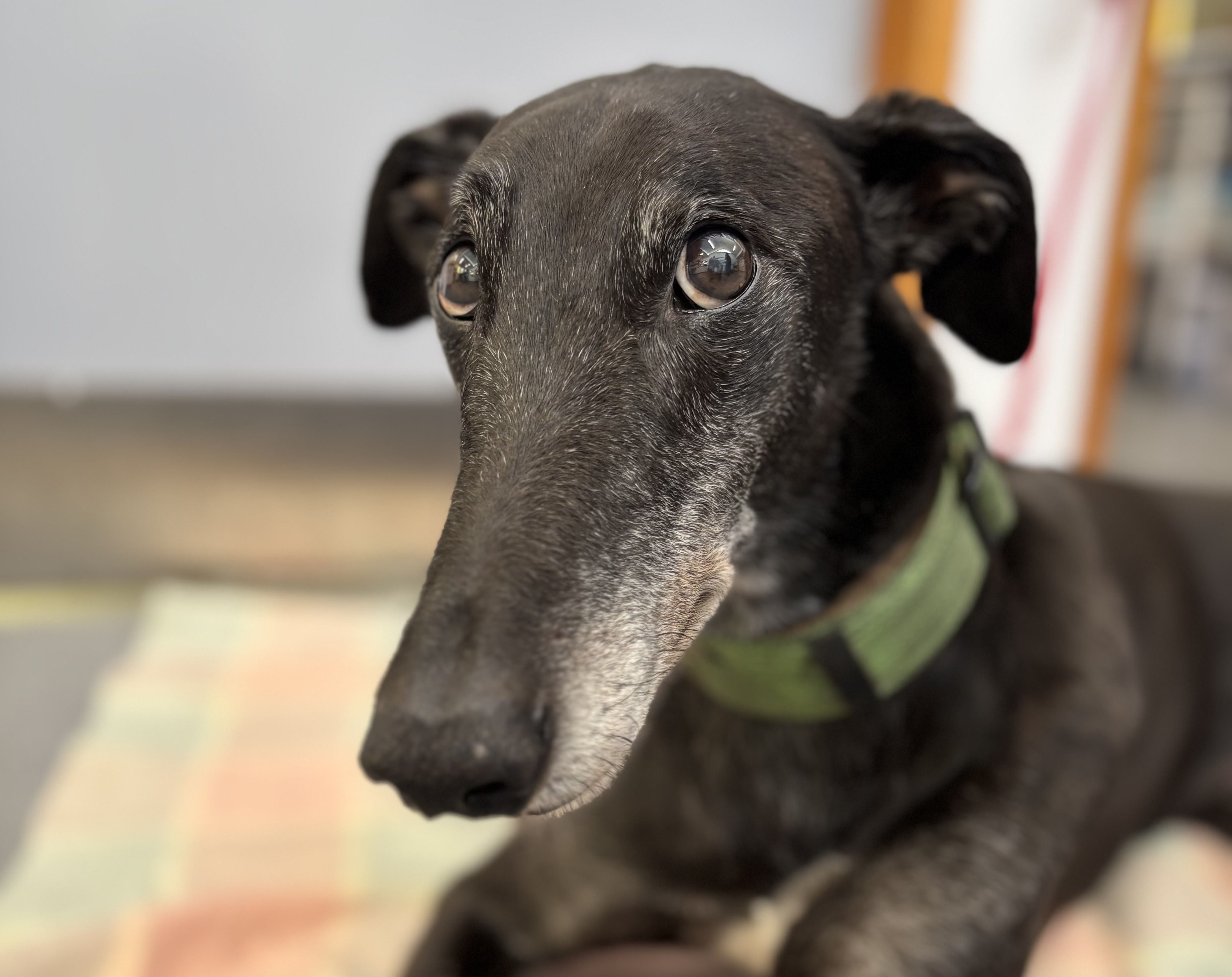 SENIOR PET HEALTH SENIOR PET HEALTH