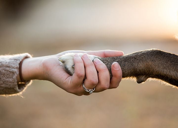 Companion Animal End-of-Life Care Companion Animal End-of-Life Care