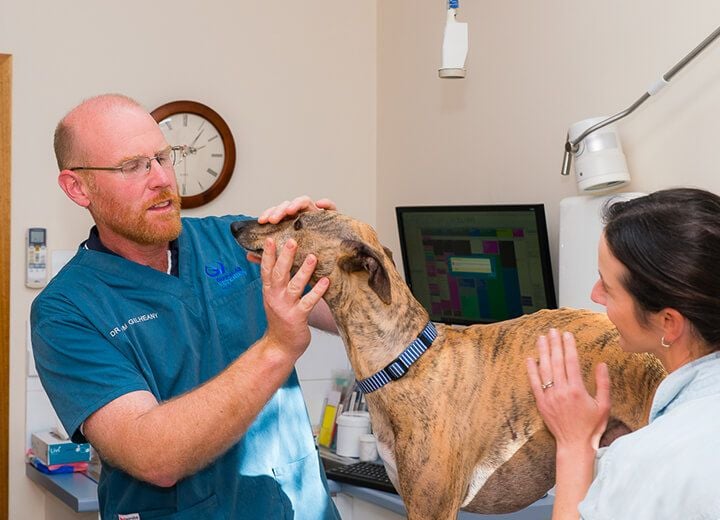 COMPANION ANIMAL SERVICES COMPANION ANIMAL SERVICES