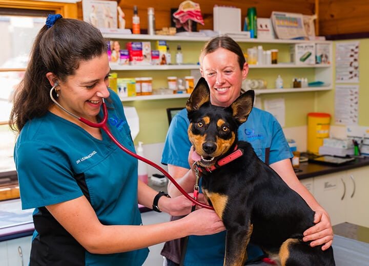 SIGNS YOUR PET MIGHT NEED VETERINARY CARE SIGNS YOUR PET MIGHT NEED VETERINARY CARE