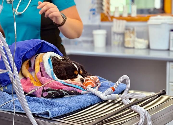 SPECIALIST AND COMPLEX SURGERIES SPECIALIST AND COMPLEX SURGERIES