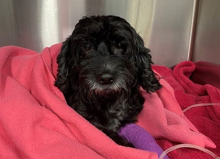 SIGNS YOUR PET MIGHT NEED SURGERY SIGNS YOUR PET MIGHT NEED SURGERY