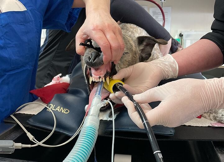 COMMON EMERGENCIES WE TREAT COMMON EMERGENCIES WE TREAT